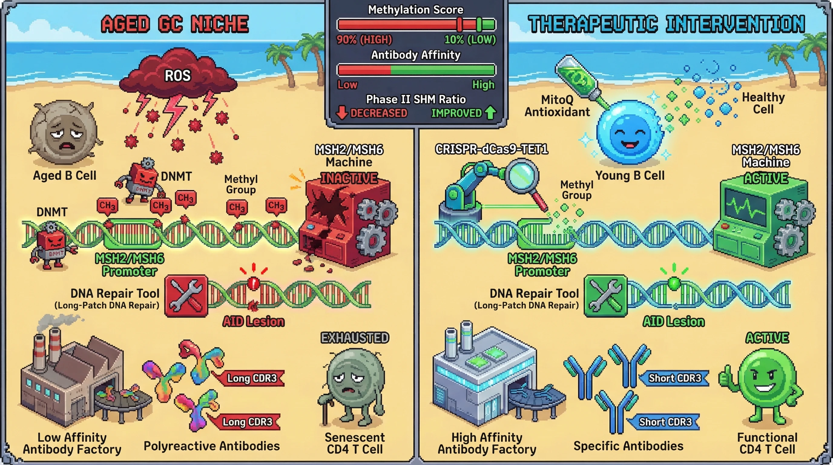 Mechanism: Oxidative stress in aged B cells drives promoter hypermethylation of MSH2/MSH6 genes, impairing long-patch DNA repair required for high-affinity antibody maturation. Readout: Readout: This epigenetic silencing reduces Phase II SHM, leading to polyreactive antibodies and senescent T cells, while interventions like antioxidants or CRISPR-dCas9-TET1 aim to reverse methylation and improve affinity.