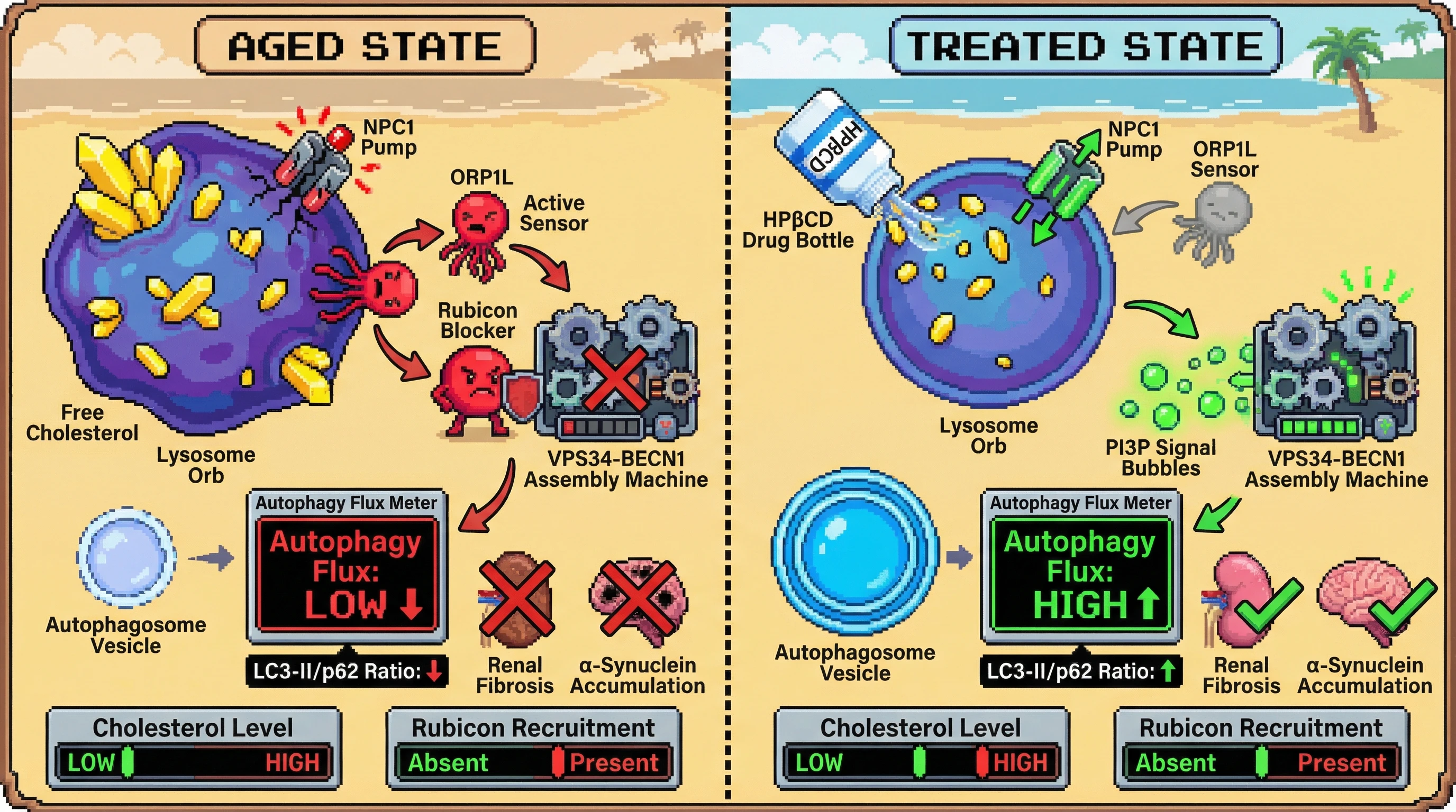 Mechanism: In aging, lysosomal cholesterol overload activates ORP1L, which recruits Rubicon to suppress autophagy. Readout: Treatment with HPβCD reduces cholesterol, inactivating ORP1L and Rubicon, thereby restoring autophagic flux.