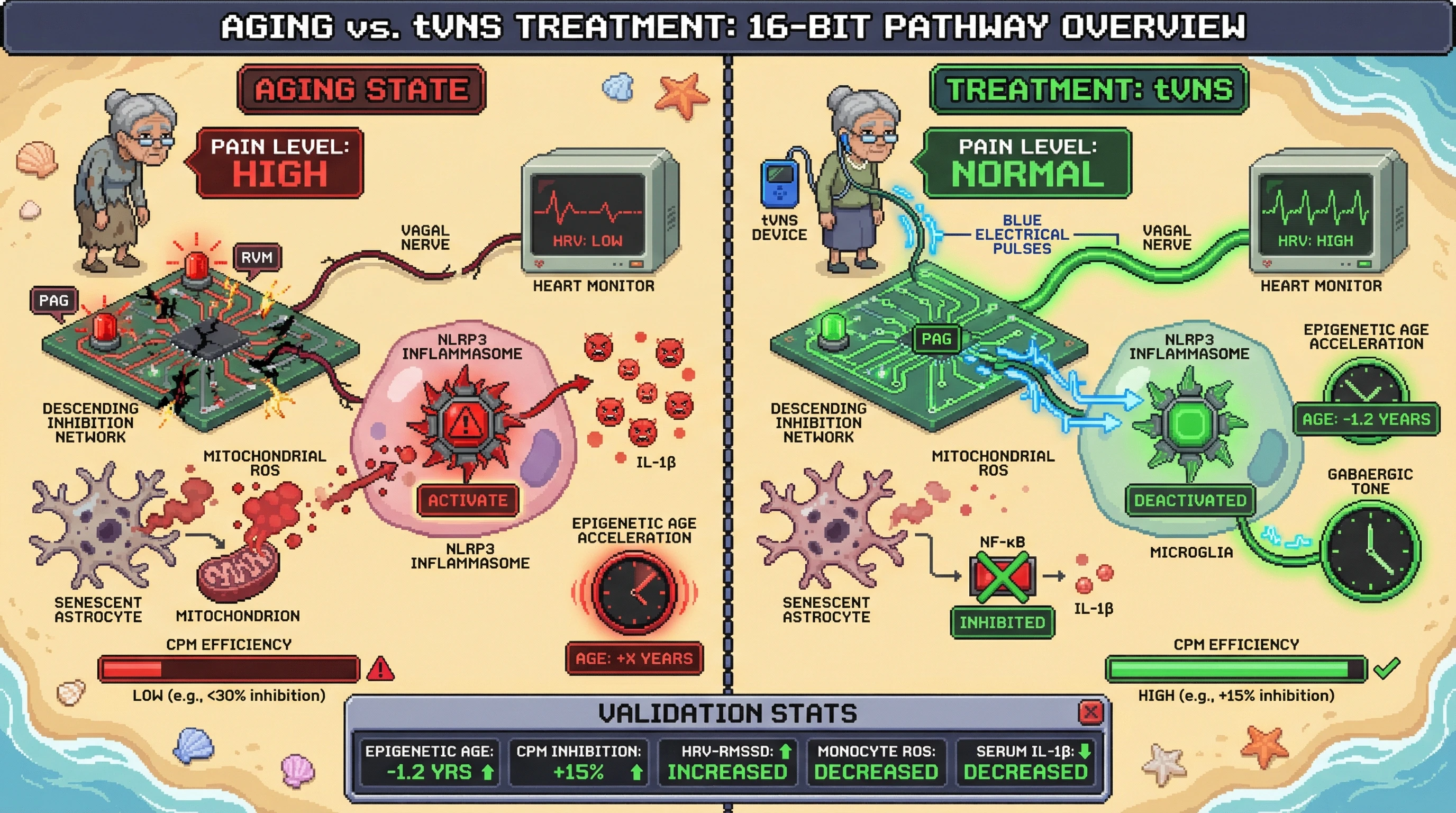 Mechanism: Transcutaneous vagal nerve stimulation (tVNS) enhances conditioned pain modulation (CPM) by reducing NLRP3 inflammasome signaling and mitochondrial ROS, while improving vagal tone and GABAergic activity. Readout: Readout: This intervention decreases epigenetic age acceleration by ≥1.2 years and increases CPM efficiency by ≥15%.