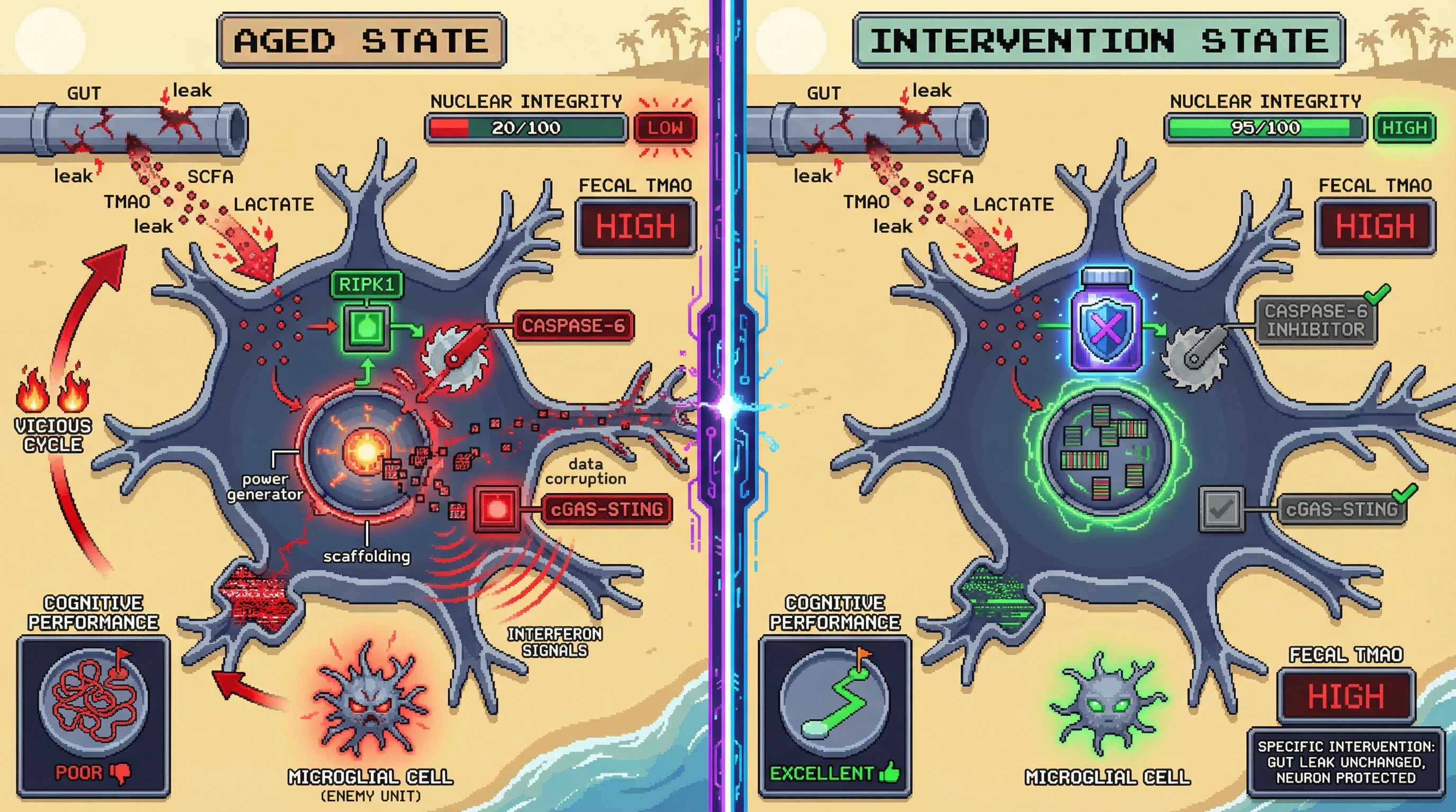 Infographic for: Gut-derived inflammatory metabolites induce neuronal lamin A cleavage, driving a bottom‑up aging cascade