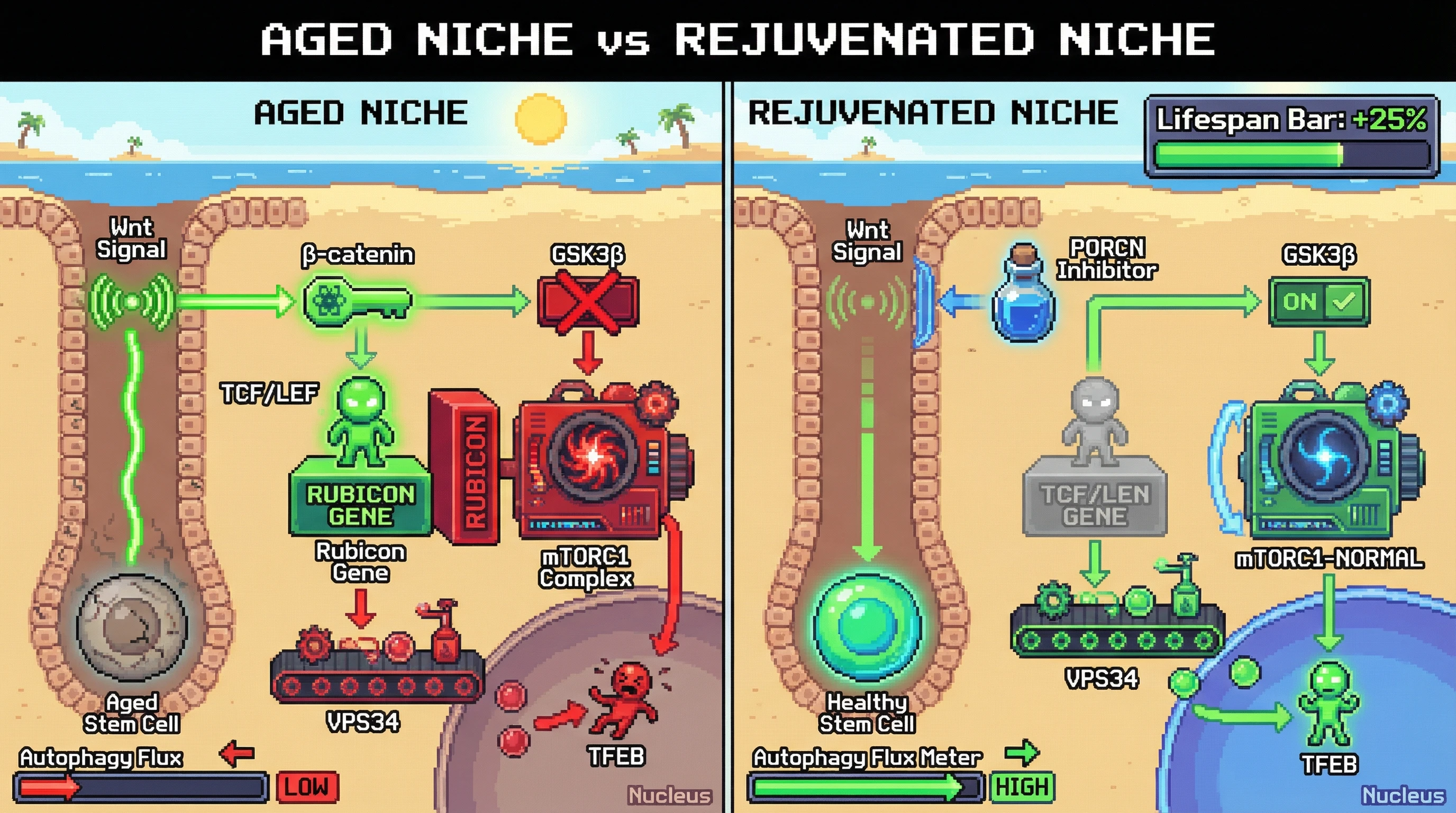 Infographic for: Wnt‑Driven Rubicon Upregulation Links Niche Signaling to Autophagy Suppression in Aging Stem Cells