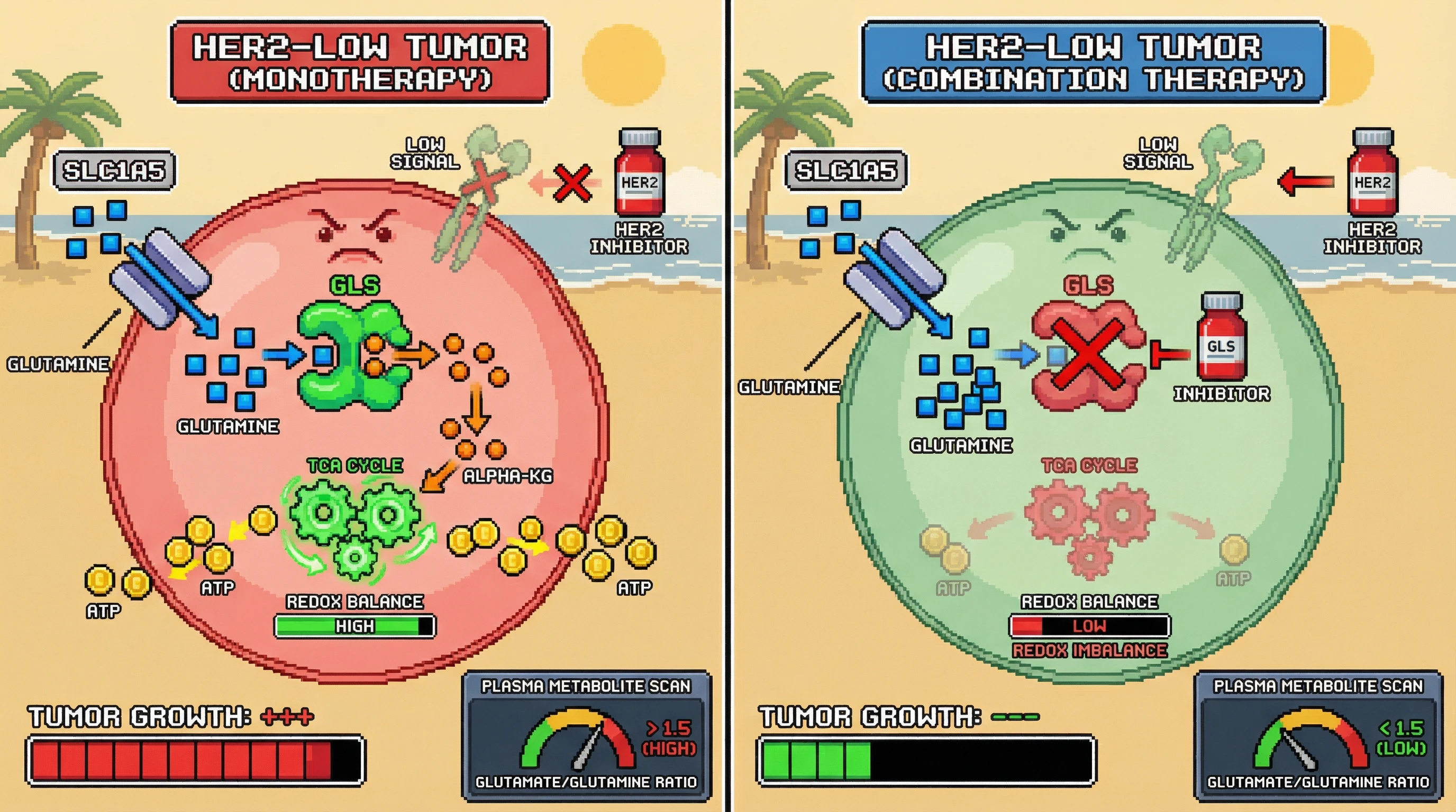 Mechanism: HER2-low tumors upregulate GLS to convert glutamine into α-ketoglutarate, fueling the TCA cycle and resisting HER2-targeted therapy. Readout: Readout: Combining HER2 inhibition with a GLS inhibitor blocks this metabolic pathway, reducing tumor growth and decreasing the plasma glutamate/glutamine ratio.