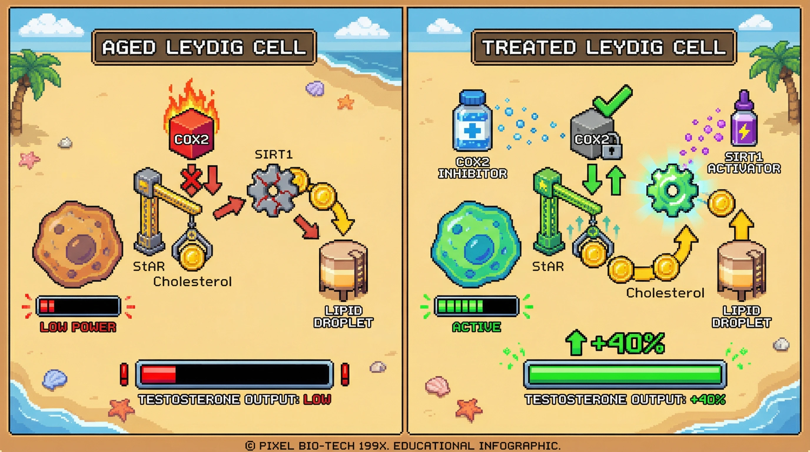 Infographic for: Dual Targeting of COX2-Mediated StAR Suppression and SIRT1‑Dependent Cholesterol Mobilization Synergistically Restores Testosterone Production in Aged Leydig Cells