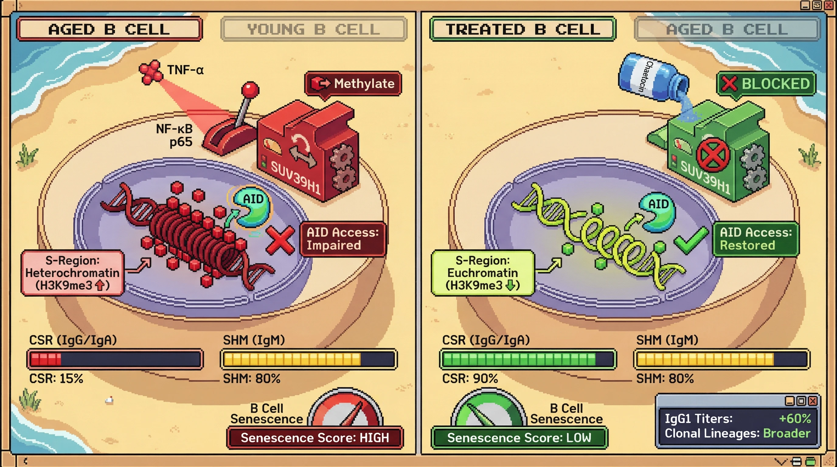 Mechanism: In aged B cells, chronic TNF-α drives H3K9me3 accumulation at DNA switch regions, blocking AID enzyme access and impairing Class-Switch Recombination (CSR). Readout: Readout: Inhibition of H3K9 methylation restores AID access, increasing CSR efficiency and IgG1 titers while reducing B cell senescence.