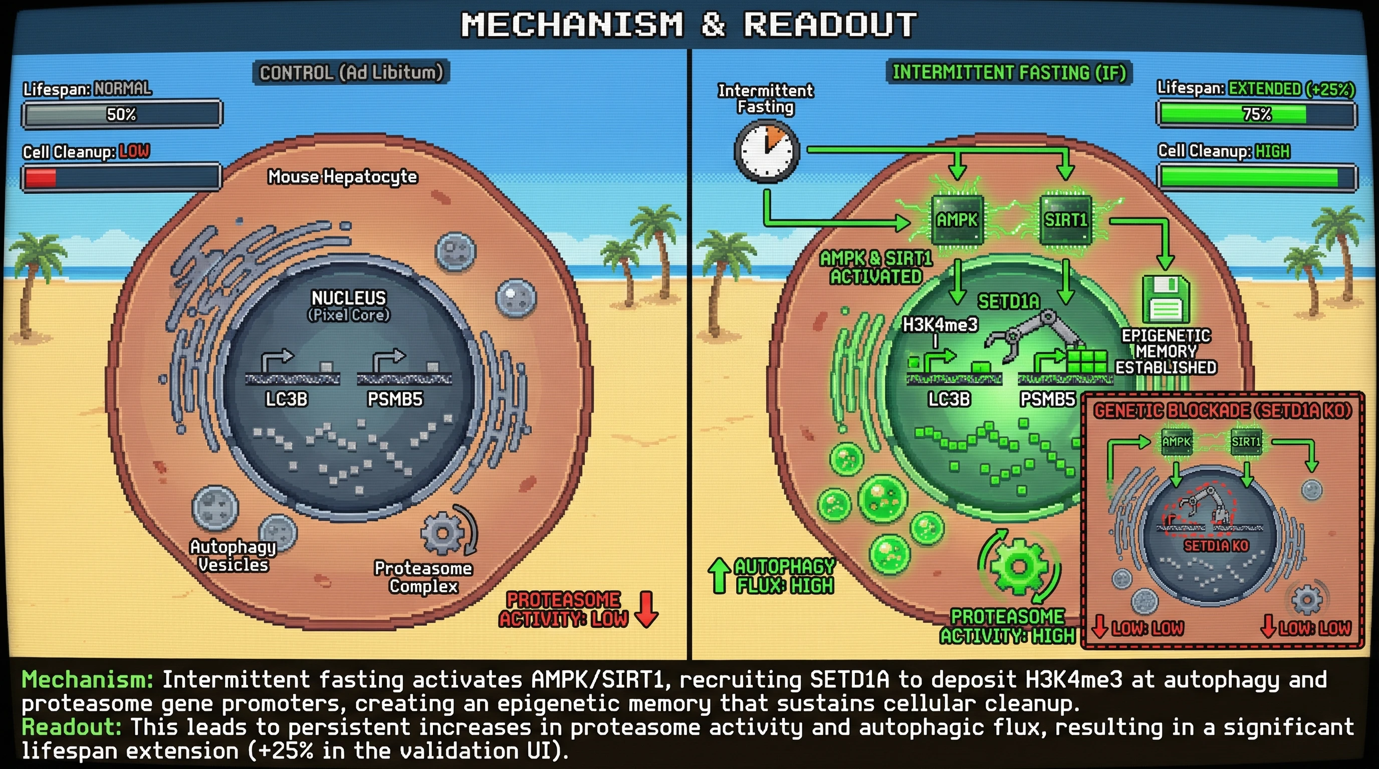 Infographic for: Epigenetic memory of metabolic hormesis drives longevity independent of acute stress signaling