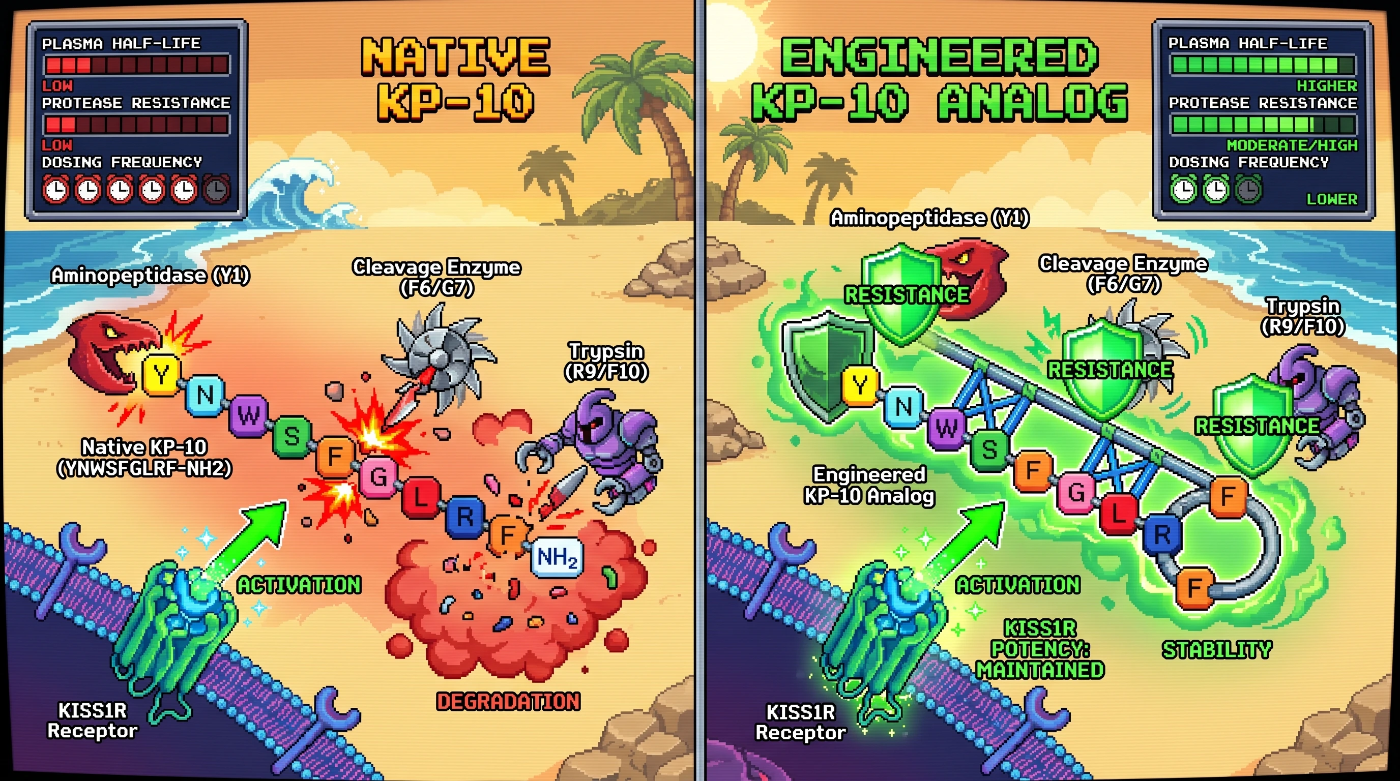 Infographic for: Hypothesis: Stabilized KP-10 Analogs May Retain KISS1R Agonism with Superior Pharmacokinetics
