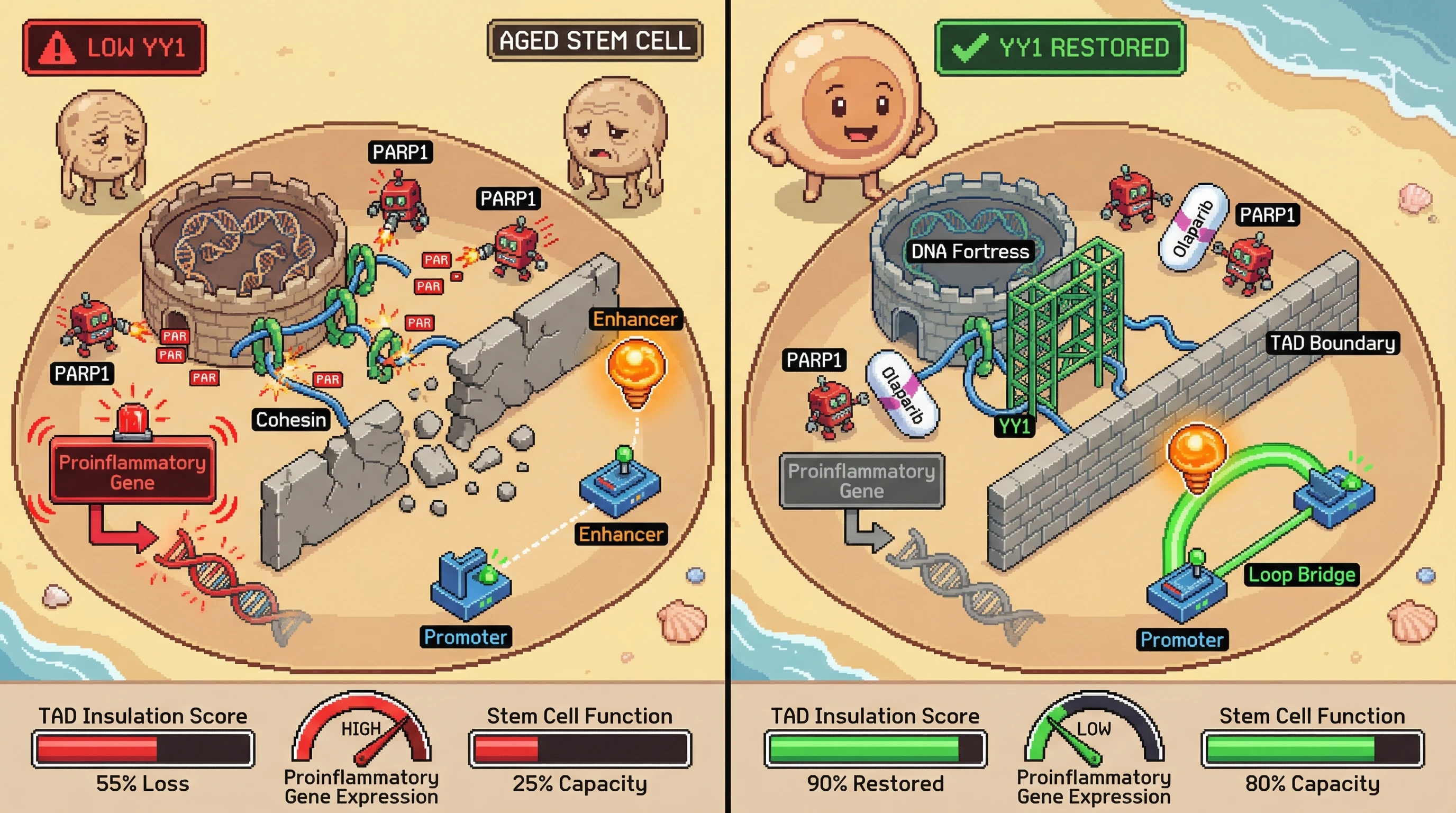 Infographic for: YY1 stabilization blocks PARP‑dependent cohesin unloading and rescues enhancer‑promoter looping in aged stem cells