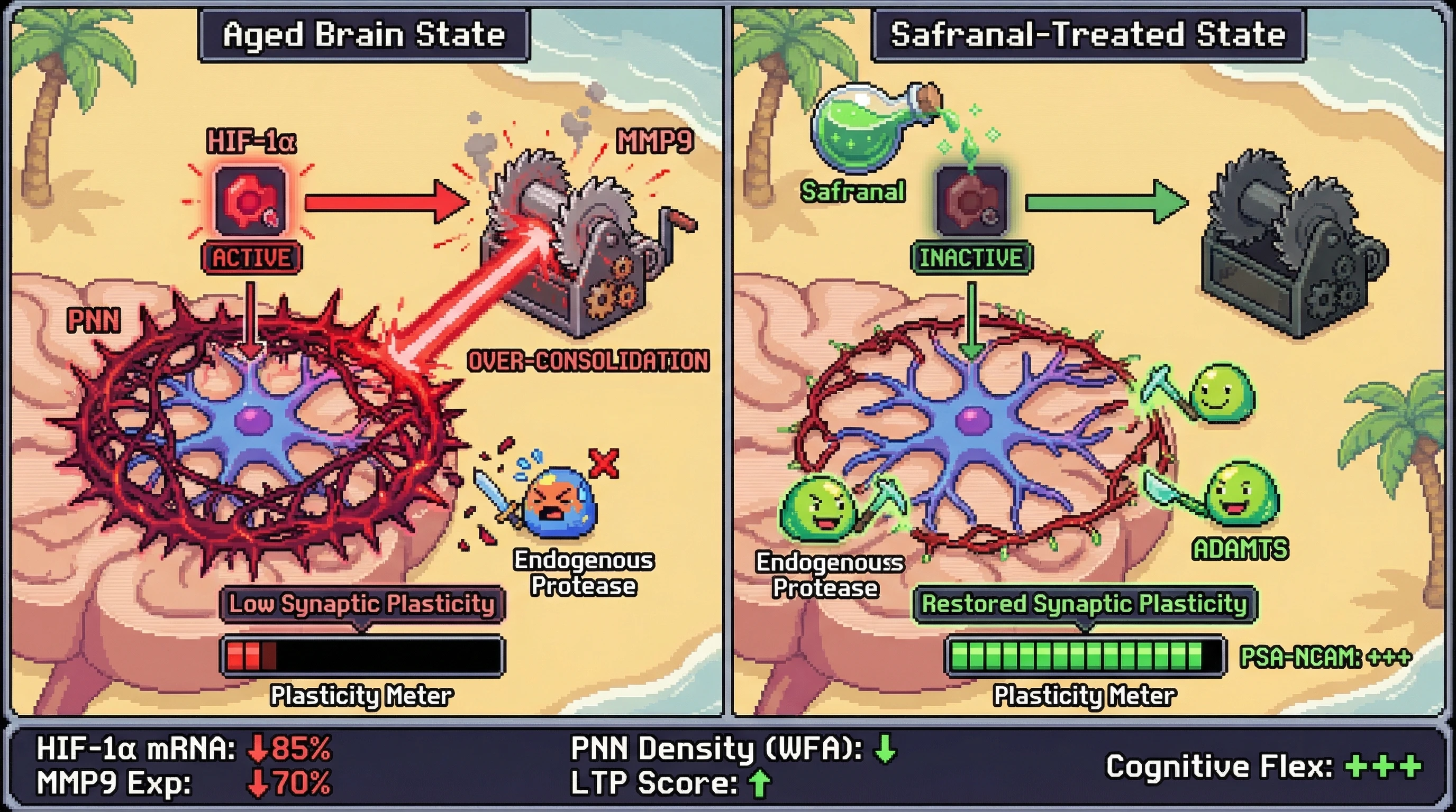 Infographic for: HIF-1α‑MMP9 Axis Drives Age‑Related Perineuronal Net Over‑Consolidation and Safranal‑Mediated Matrix Remodeling Restores Plasticity