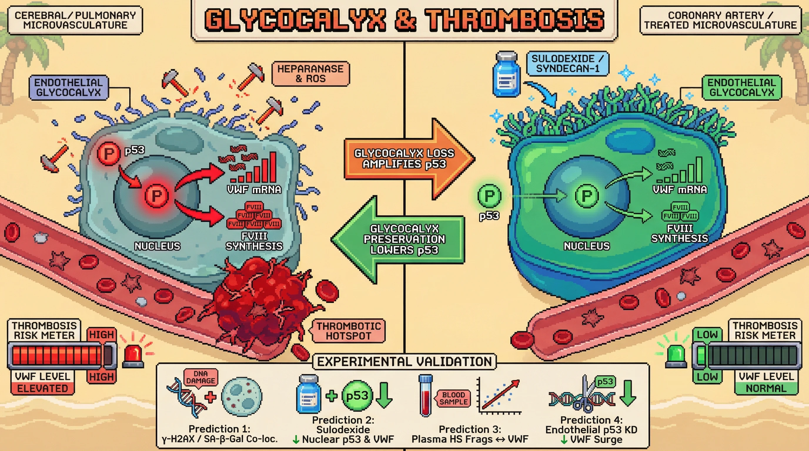 Mechanism: Age-related glycocalyx degradation in senescent endothelial cells amplifies p53 signaling, leading to excessive VWF and FVIII production in vulnerable microvasculature. Readout: Readout: This process creates thrombotic hotspots, which can be mitigated by glycocalyx preservation strategies that reduce nuclear p53 and normalize VWF levels.