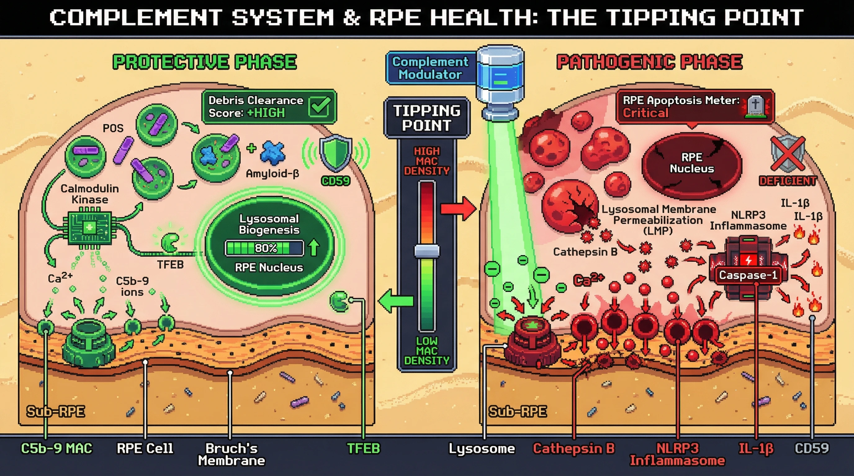 Mechanism: Low levels of C5b-9 MAC pores activate TFEB-mediated lysosomal biogenesis for protective clearance in RPE cells, while high MAC density causes lysosomal permeabilization, triggering the NLRP3 inflammasome and RPE apoptosis. Readout: Readout: This biphasic response shifts from high debris clearance to critical RPE apoptosis depending on MAC density, defining a 'lysosomal tipping point'.