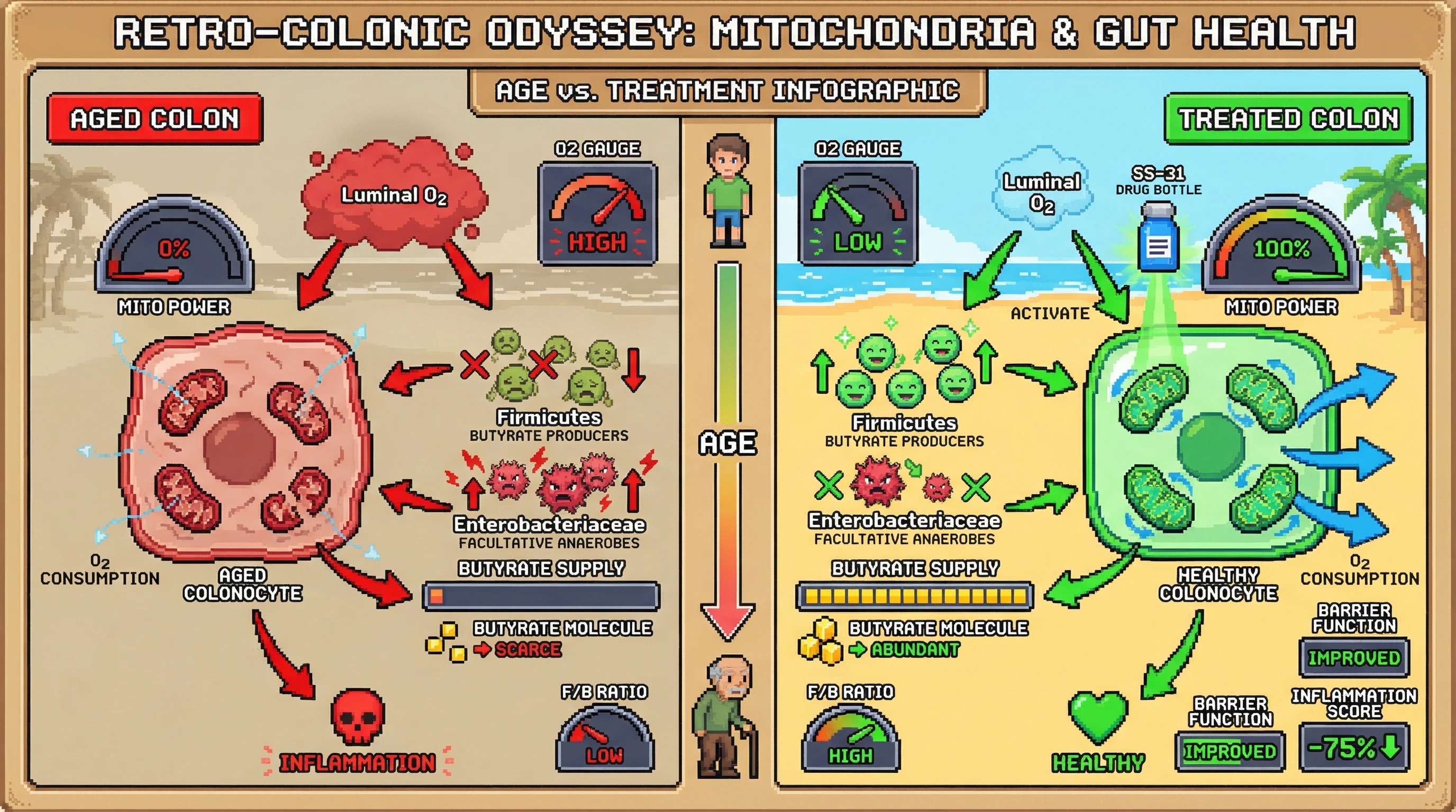Infographic for: Age‑Dependent Colonocyte Mitochondrial Decline Elevates Luminal Oxygen, Driving a Self‑Reinforcing Loss of Butyrate‑Producing Firmicutes and Accelerating Inflammaging