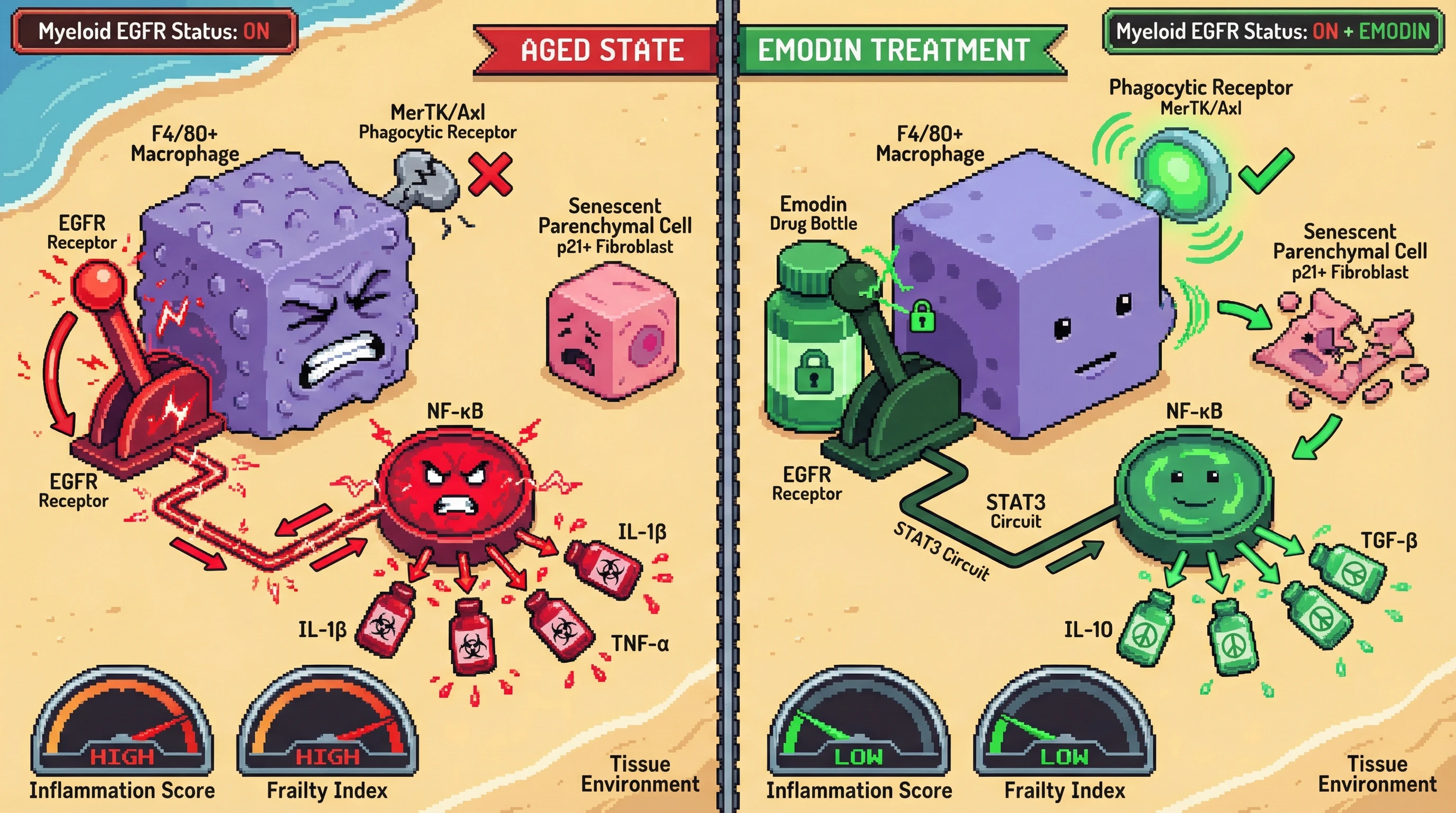 Infographic for: Emodin reprograms the senescent immune secretome via EGFR/STAT3 inhibition to enhance immunosurveillance and attenuate inflammaging without requiring senolytic clearance