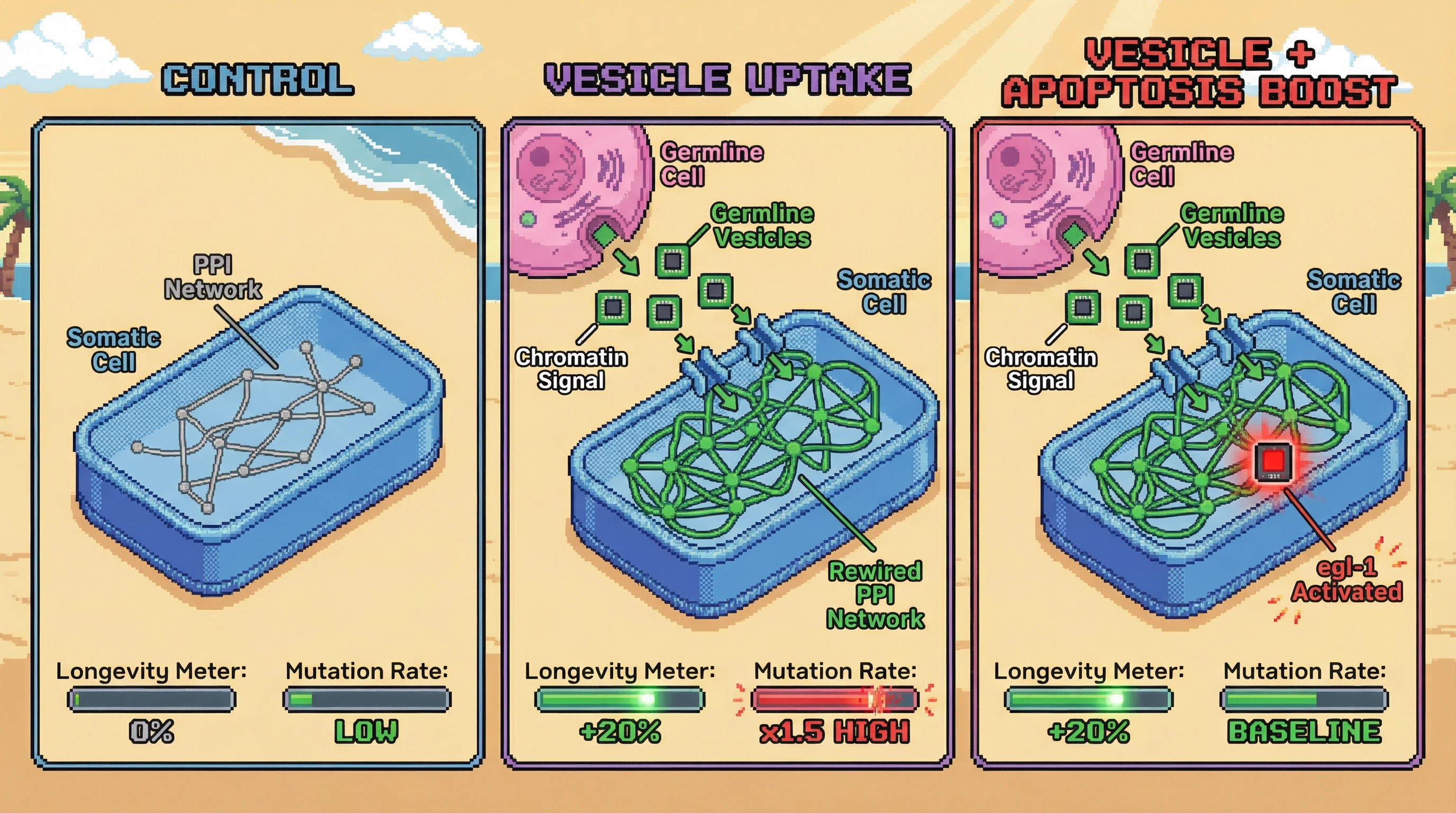 Infographic for: Germline Vesicle-Mediated Chromatin Reprogramming as a Switch to Somatic Immortality