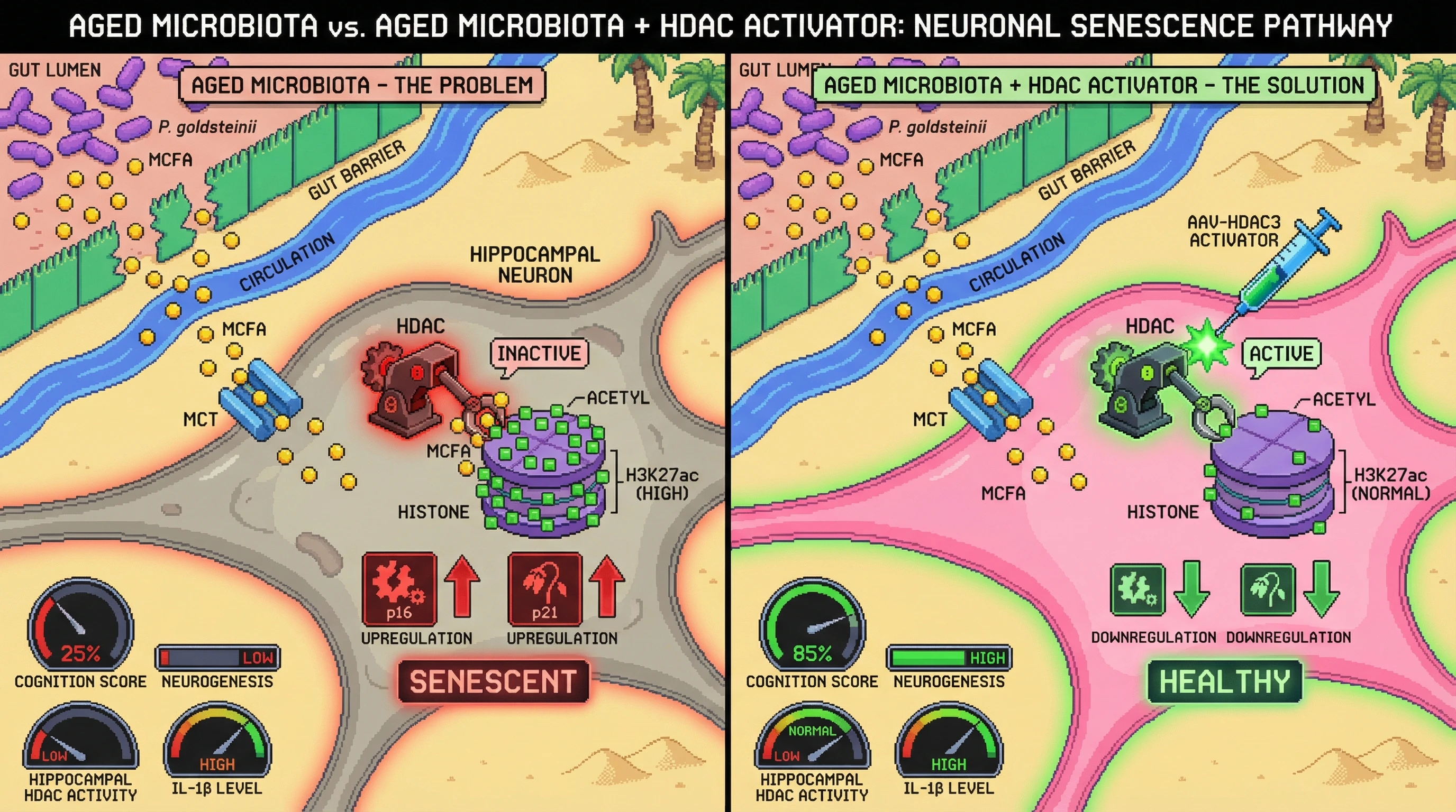 Mechanism: Microbial medium-chain fatty acids (MCFAs) from aged microbiota inhibit neuronal HDACs, increasing histone acetylation and driving hippocampal neuron senescence. Readout: Readout: Activating neuronal HDAC3 restores cognition and neurogenesis despite persistent systemic inflammation.