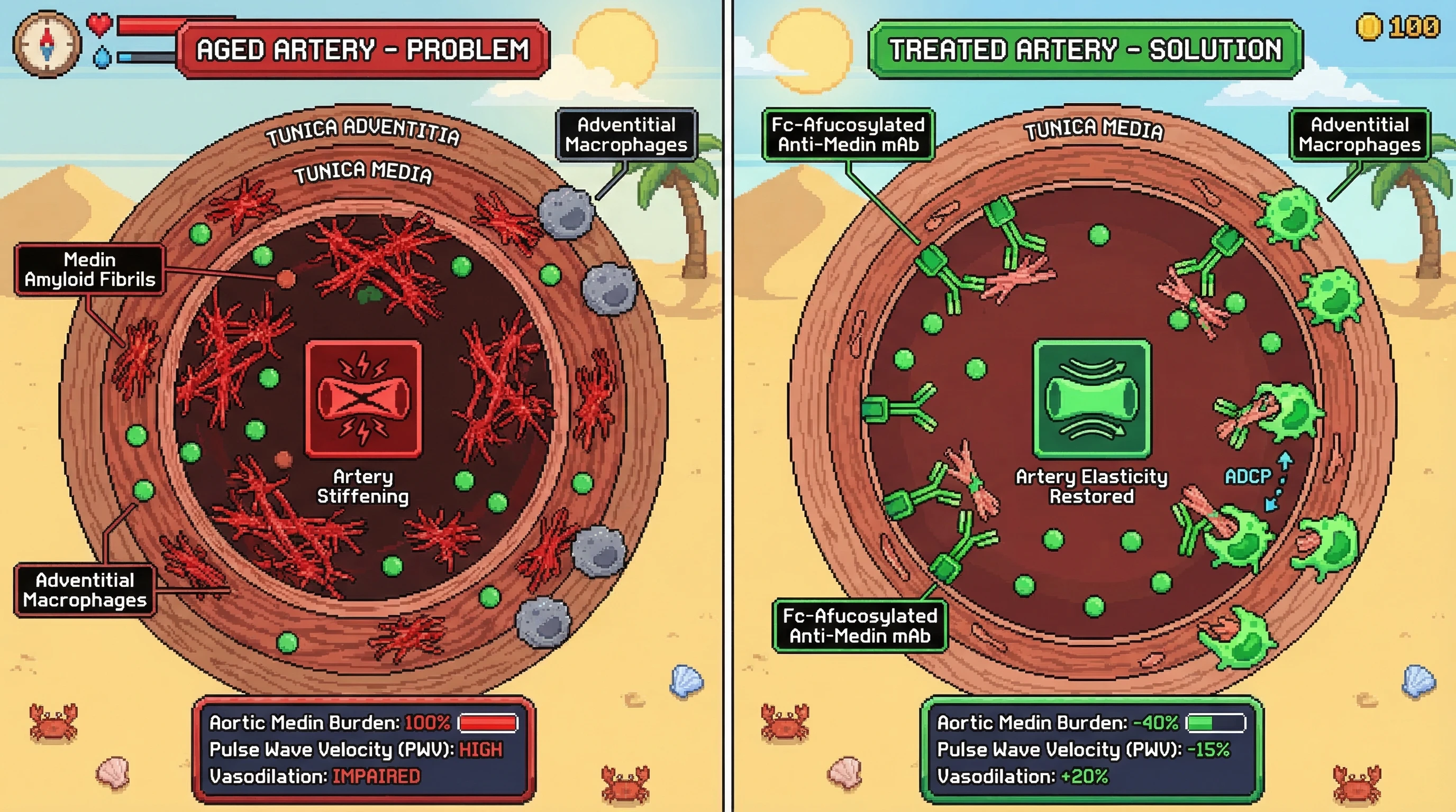 Infographic for: A conformation-specific, Fc-afucosylated anti-fibrillar medin antibody targeting cryptic cross-β epitopes clears age-...
