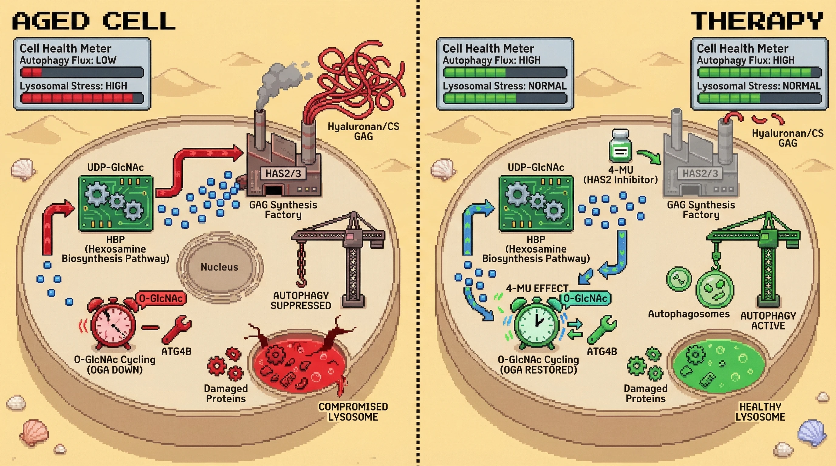 Mechanism: In aging, nutrient flux is shunted to GAG synthesis, depleting UDP-GlcNAc for O-GlcNAc cycling and suppressing autophagy. Readout: Blocking GAG synthesis with 4-MU restores O-GlcNAc cycling on ATG4B, reactivating autophagy.