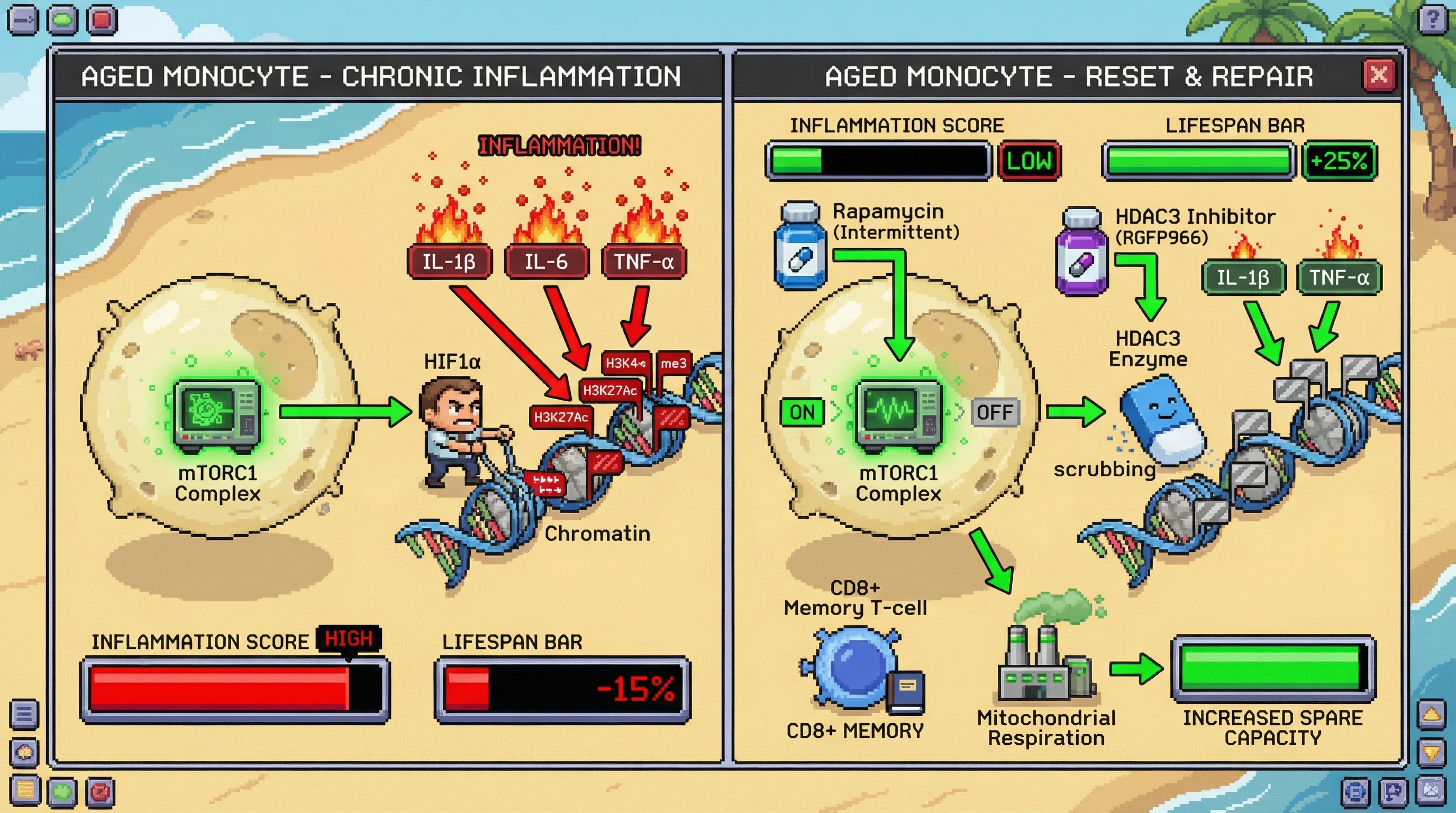Mechanism: Intermittent mTORC1 inhibition combined with HDAC3 inhibition reduces pro-inflammatory epigenetic marks in aged monocytes. Readout: Readout: This approach decreases inflammation, preserves adaptive immunity, and is predicted to improve healthspan and extend lifespan by 25%.