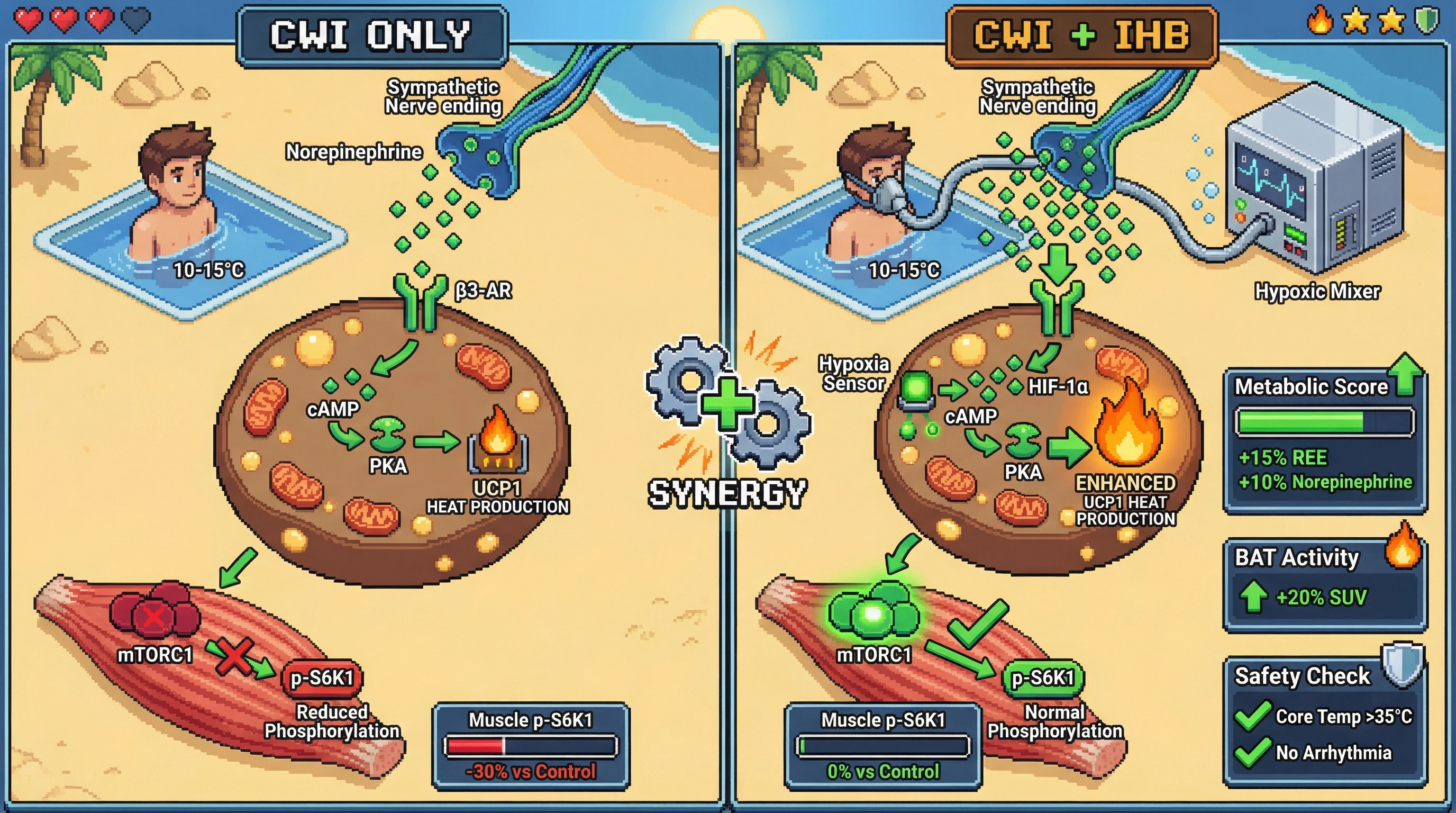 Infographic for: Synergistic Cold and Hypoxic Breathing Enhances Brown Adipose Tissue Activation While Preserving mTOR-Driven Muscle Hypertrophy