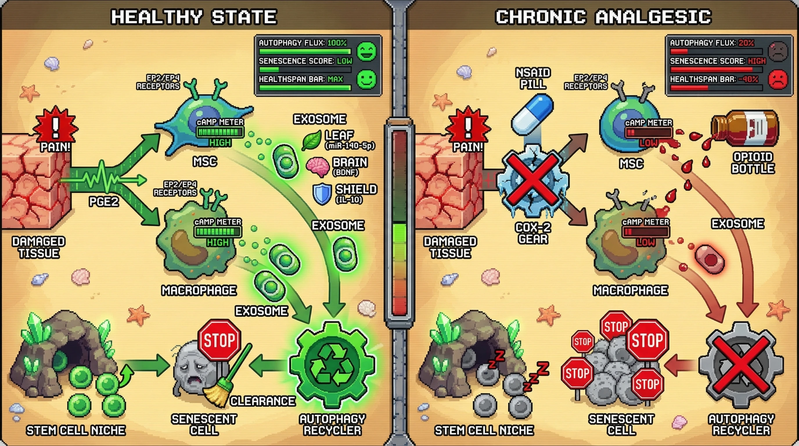 Infographic for: Pharmacologic Silencing of Pain Disables Protective Exosome Signaling, Accelerating Aging