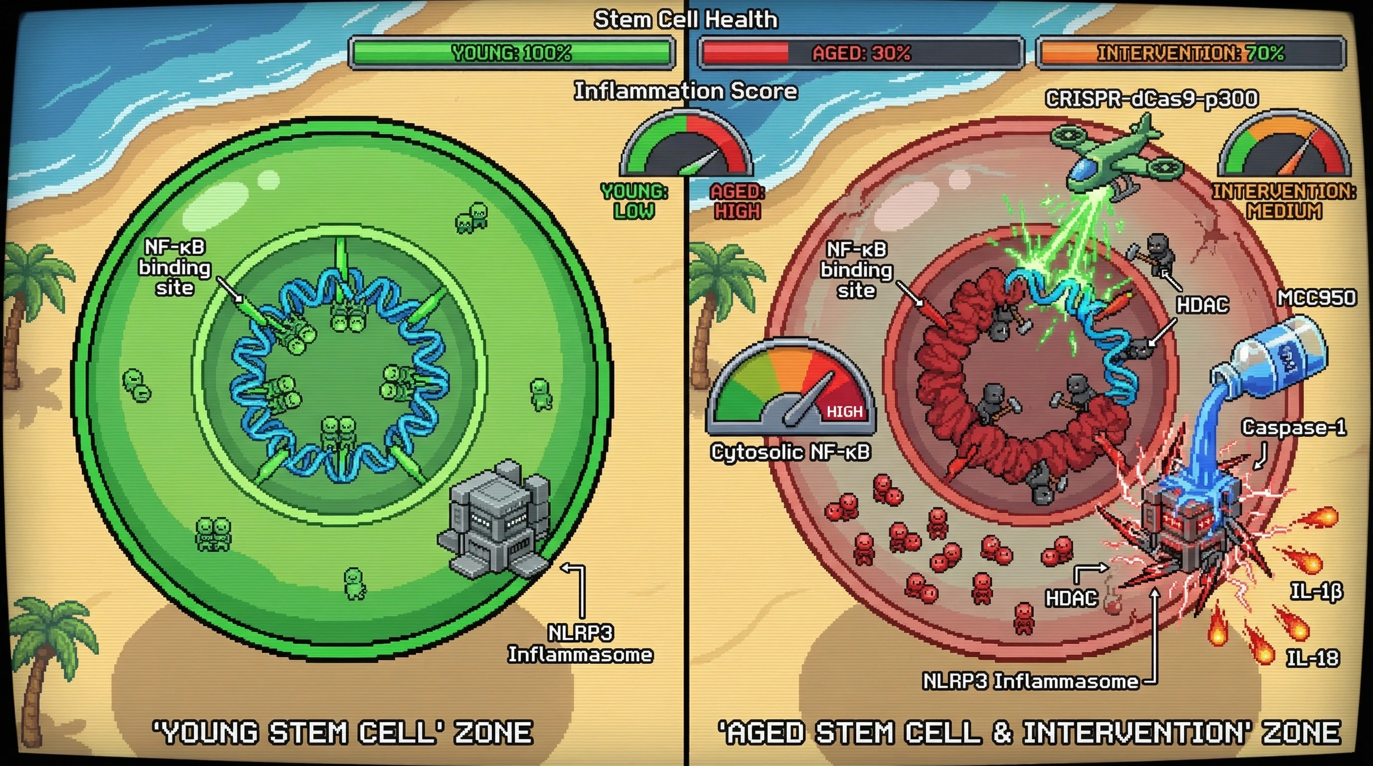 Infographic for: Chromatin accessibility erosion drives inflammasome priming via NF‑κB motif loss in aged stem cells