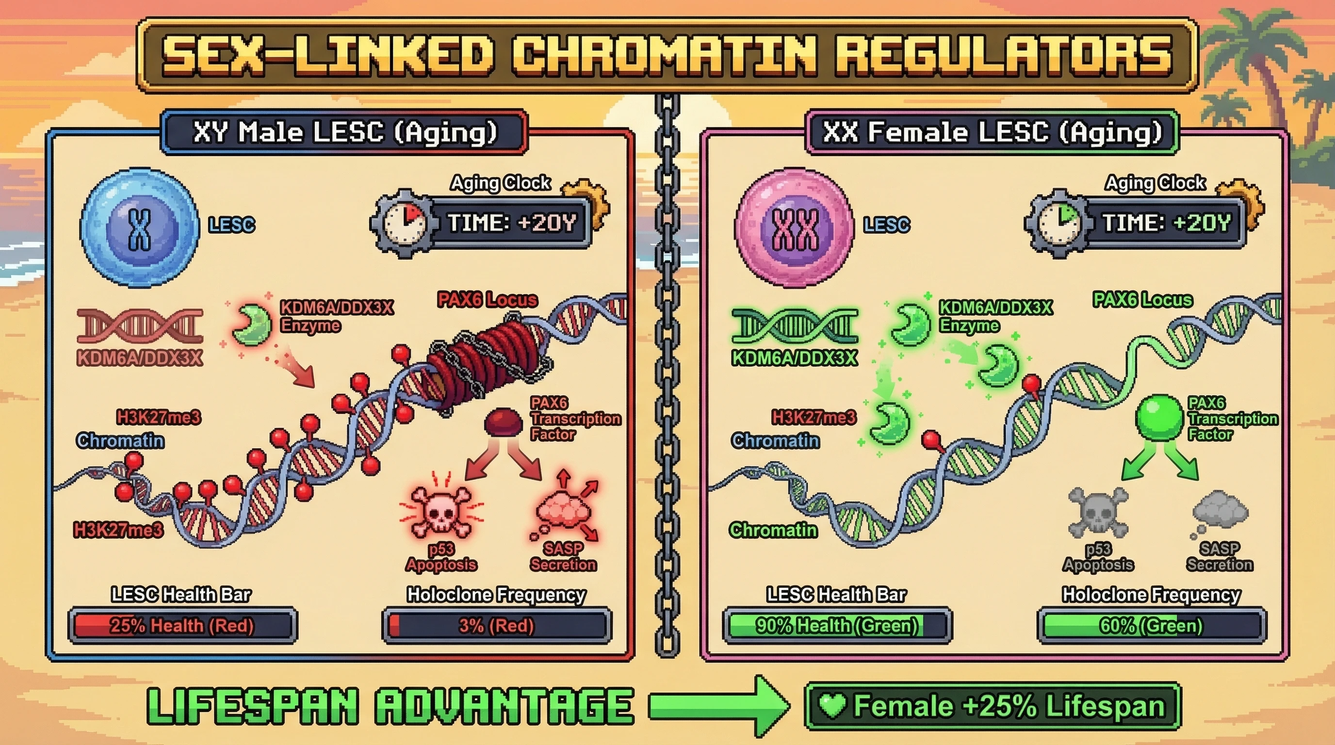 Mechanism: Female limbal stem cells maintain higher PAX6 expression with age due to redundant X-linked chromatin regulators (KDM6A/DDX3X) that sustain open chromatin. Readout: Readout: This leads to higher holoclone frequency and a projected 'Lifespan Advantage' for females compared to males, whose single X-linked regulators decline, reducing PAX6 and LESC health.