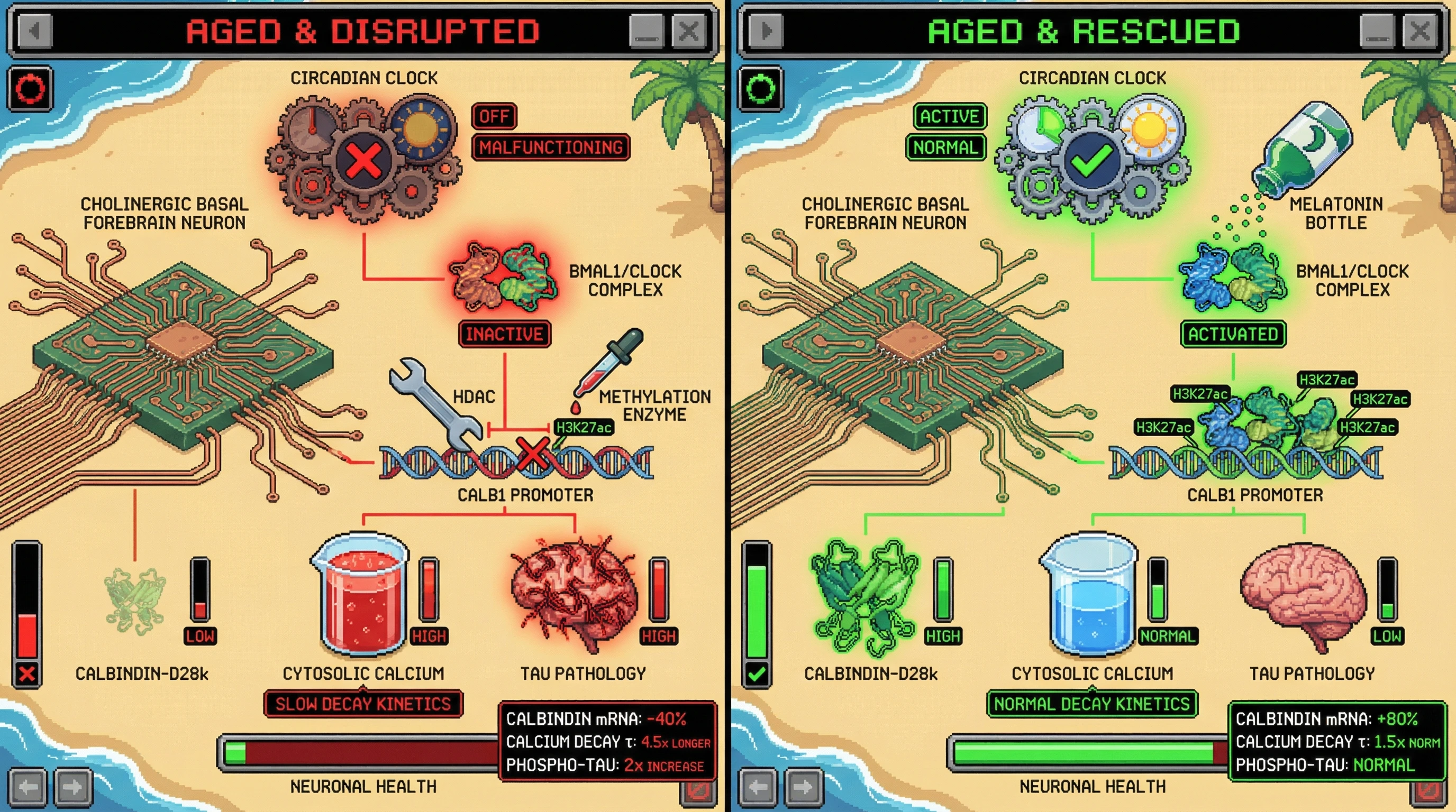Infographic for: Circadian gating of calbindin-D28k expression protects cholinergic basal forebrain neurons from age‑related excitotoxic decline