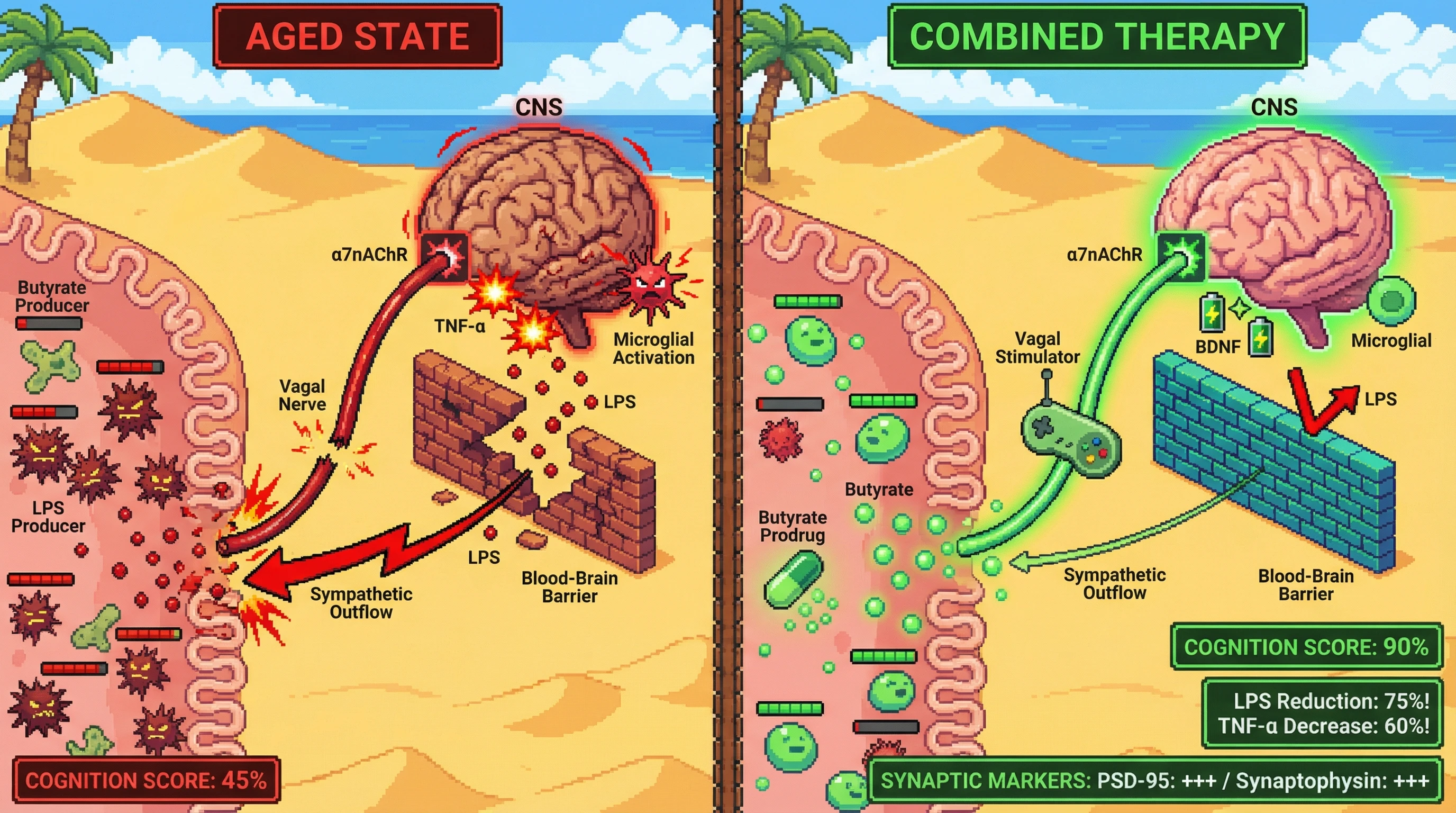 Mechanism: Combined vagal stimulation and butyrate delivery restore vagal signaling and gut metabolites, breaking the inflammaging feedback loop between the gut and brain. Readout: Readout: This dual approach significantly reduces LPS and TNF-α, boosts hippocampal BDNF and synaptic markers, and improves cognitive performance.