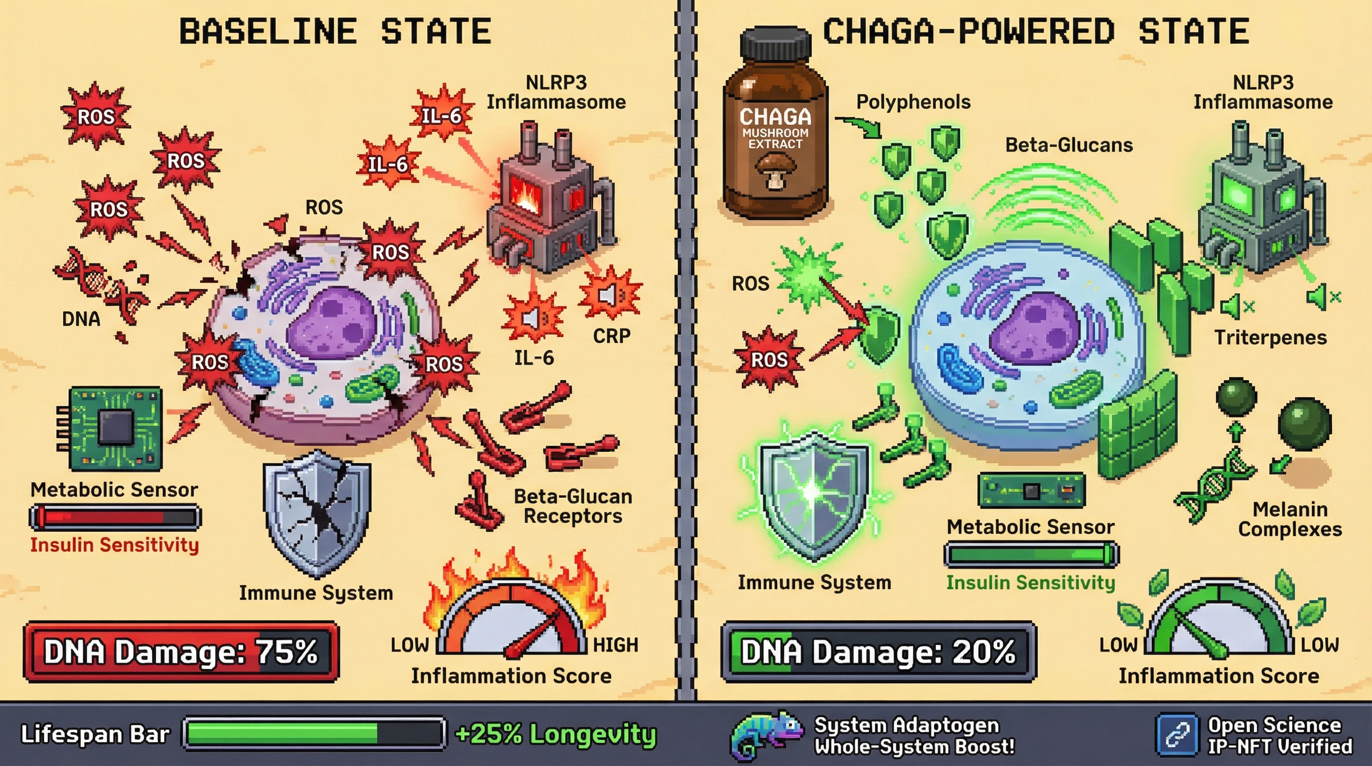 This infographic visualizes how Chaga mushroom extract acts as a whole-system adaptogen, reducing inflammation and oxidative stress while enhancing immune and metabolic functions at a cellular level, as demonstrated by measurable improvements in key biological markers.