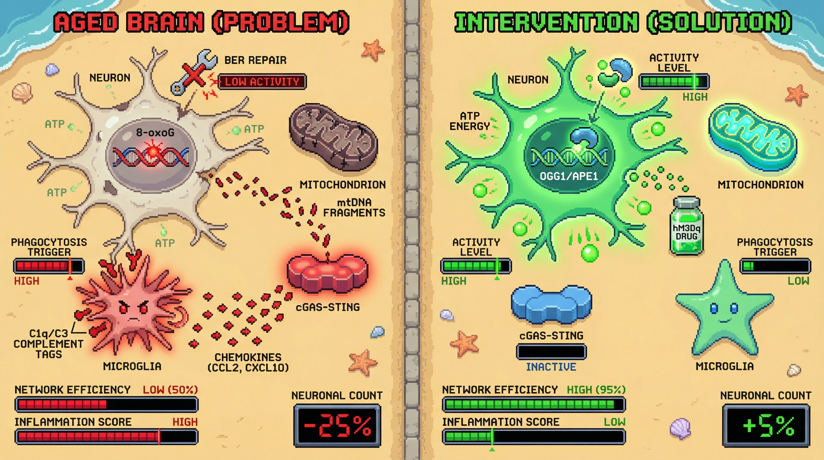 Infographic for: Activity-Dependent Microglial Pruning of Oxidatively Damaged Neurons Links BER Decline to Functional Network Optimization in Aging