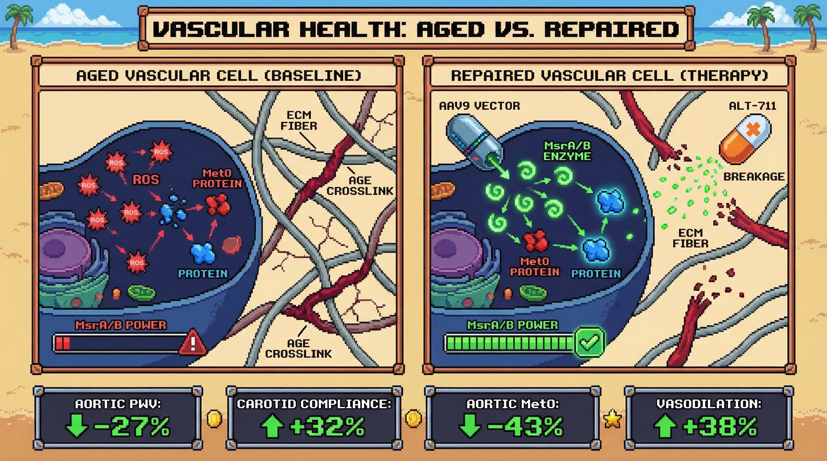 Mechanism: AAV9-delivered MsrA/B enzymes repair intracellular methionine oxidation, while ALT-711 severs extracellular AGE crosslinks in vascular cells. Readout: Readout: This dual therapy significantly reduces aortic pulse wave velocity and MetO content, while improving carotid compliance and endothelium-dependent vasodilation.