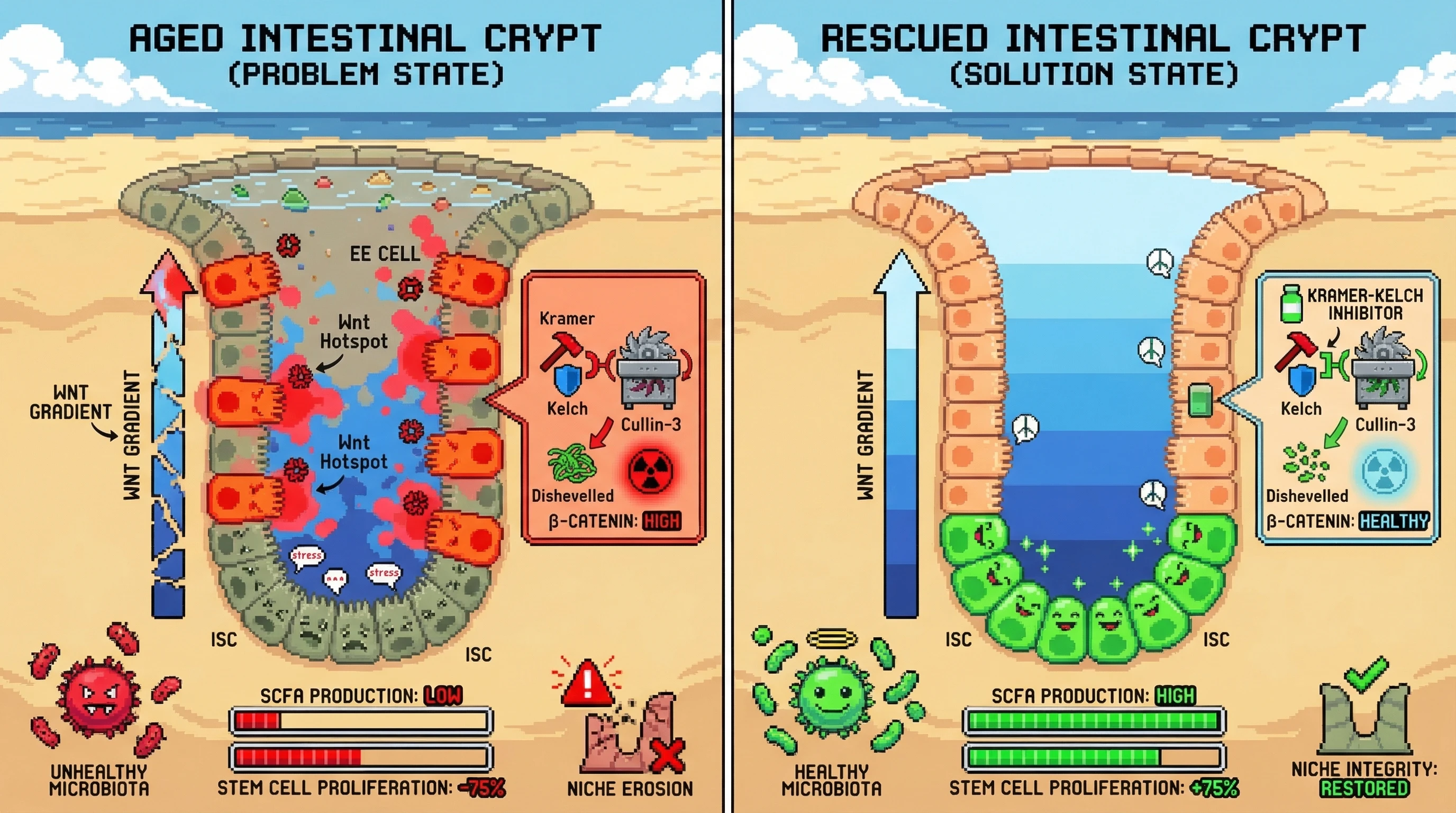 Infographic for: EE‑Derived Wnt Hotspots Drive Crypt Niche Collapse During Aging