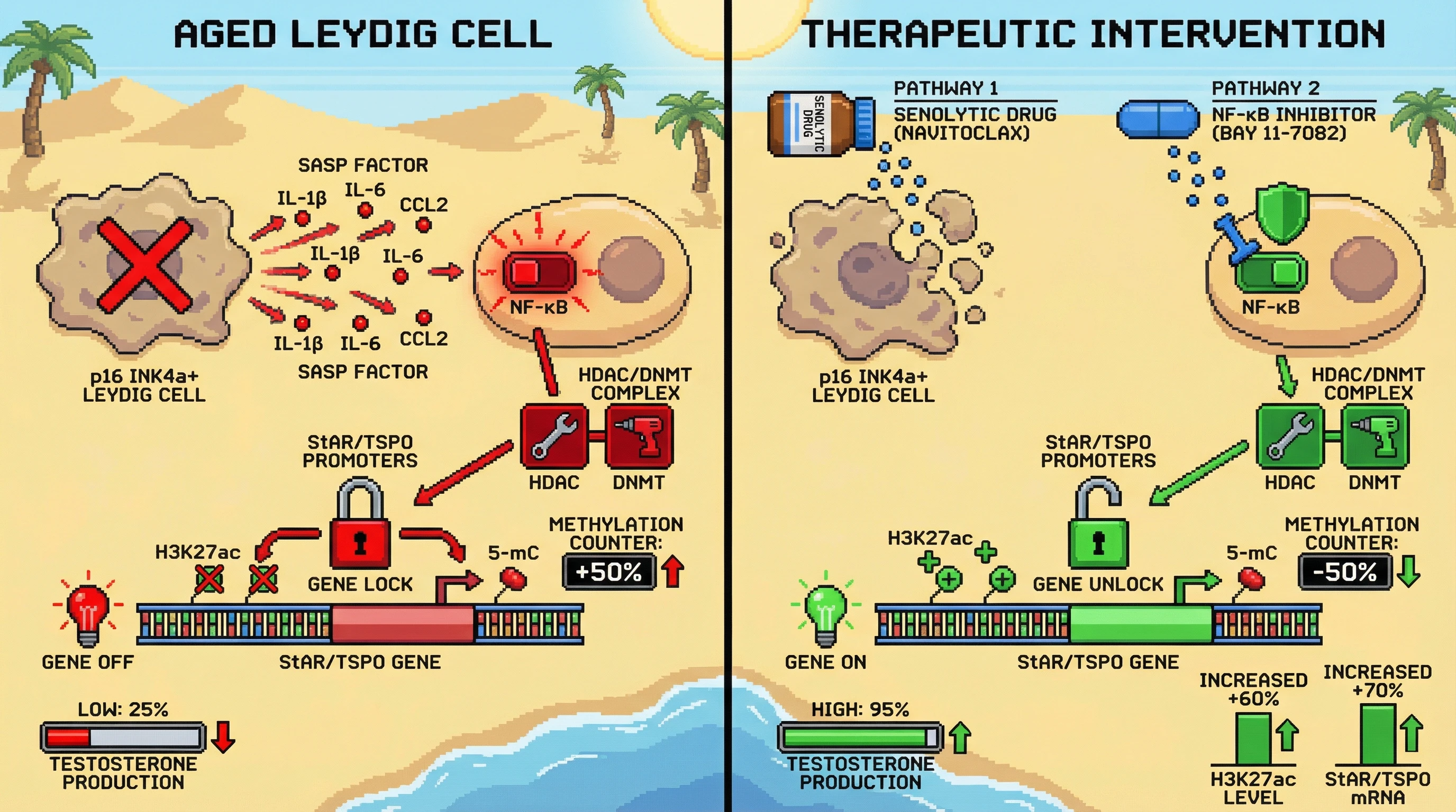Infographic for: SASP-Driven Epigenetic Repression of StAR and TSPO Underlies Age-Related Leydig Cell Steroidogenic Failure