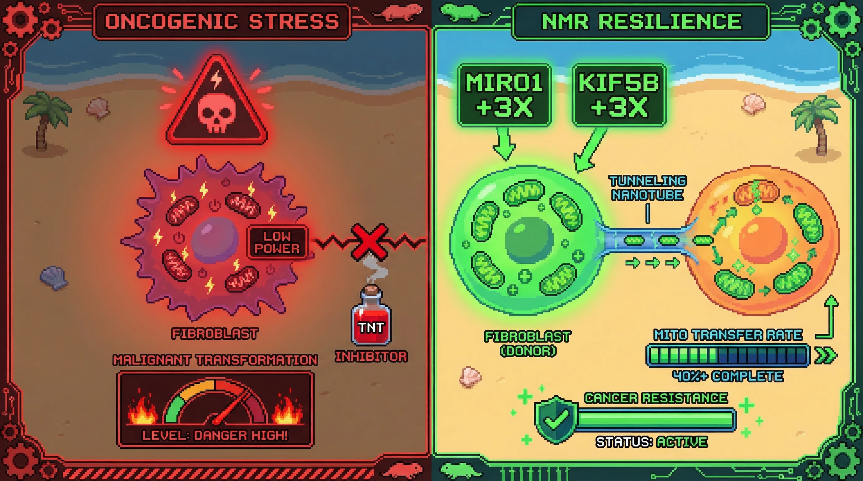 Infographic for: MIRO1-Driven Mitochondrial Transfer via Tunneling Nanotubes Forces Cancer Resistance in Naked Mole-Rats