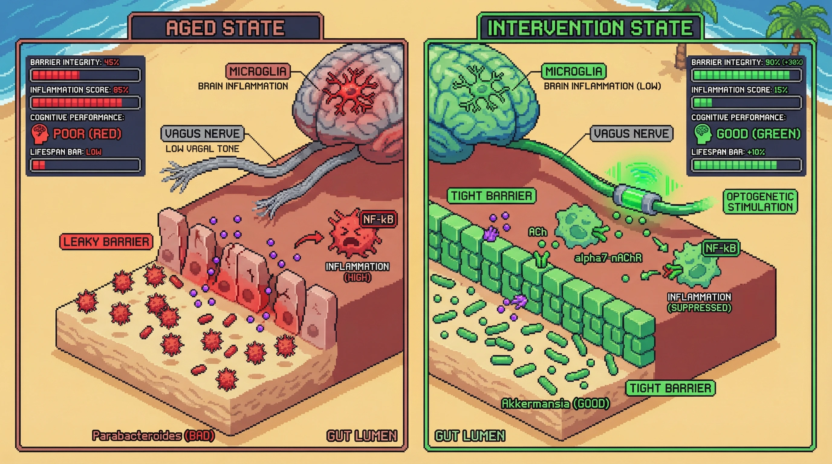 Infographic for: Descending Vagal Optogenetics Resets Gut Barrier Integrity and Microbiome to Promote Longevity