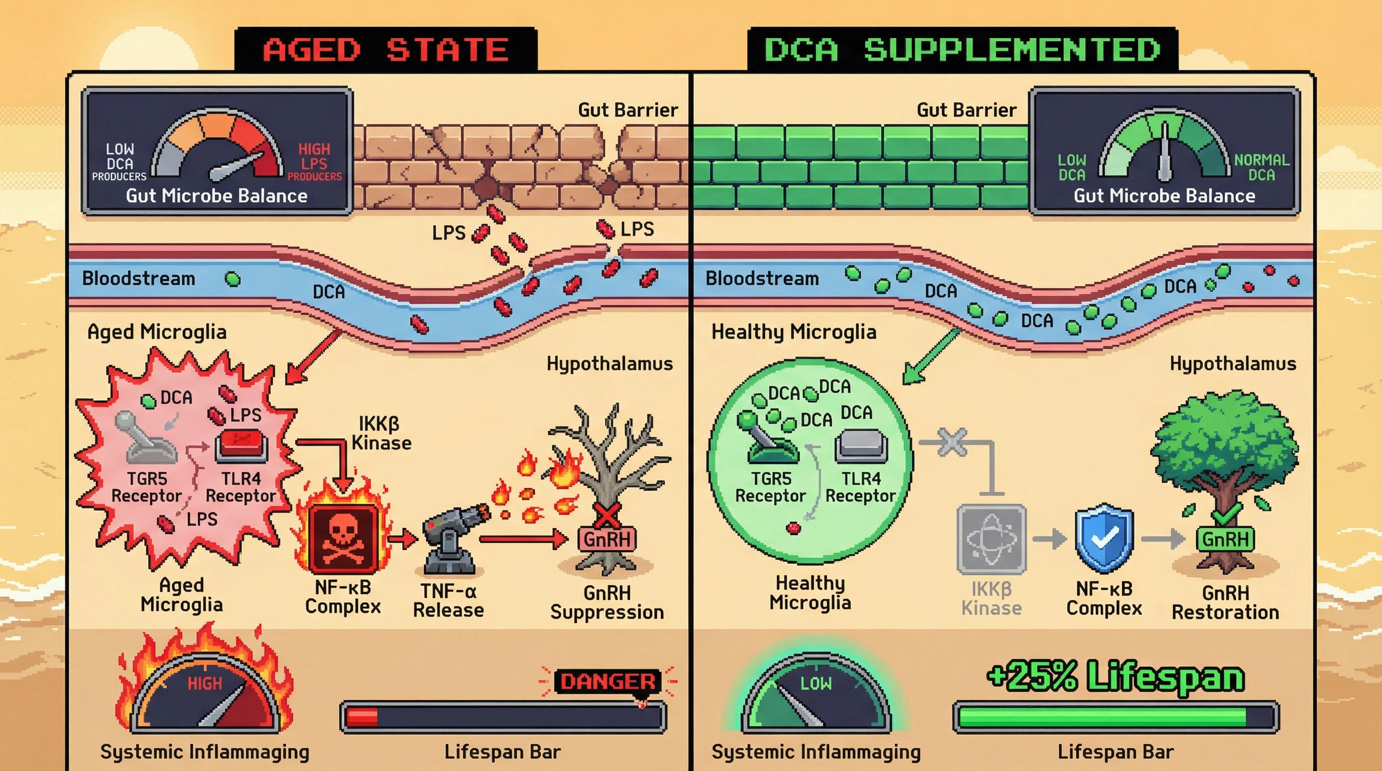 Infographic for: Microbial Metabolite Gatekeeping of Hypothalamic Inflammaging via Microglial TGR5/NF-κB Crosstalk