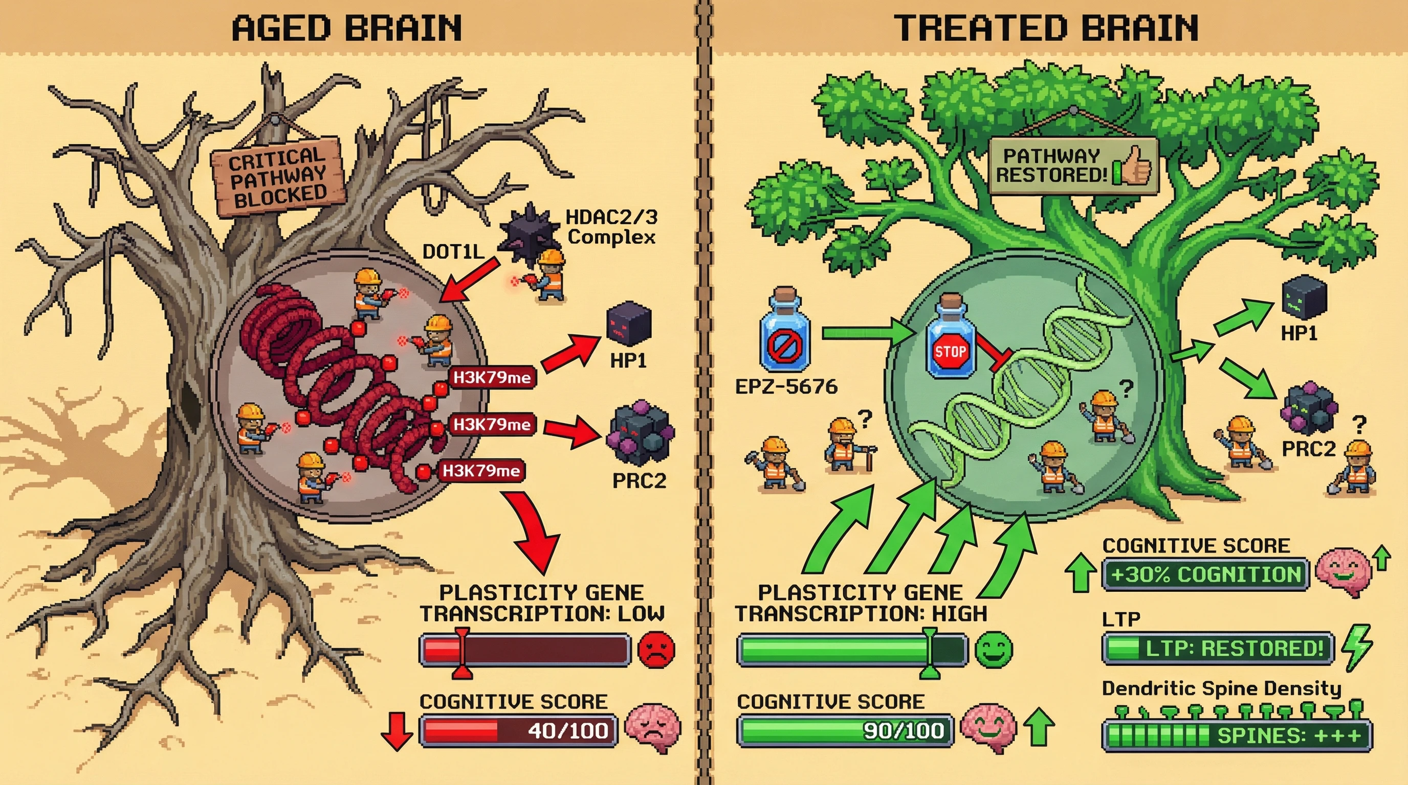 Infographic for: DOT1L-mediated H3K79 methylation locks epigenetic rigidity in the aging brain