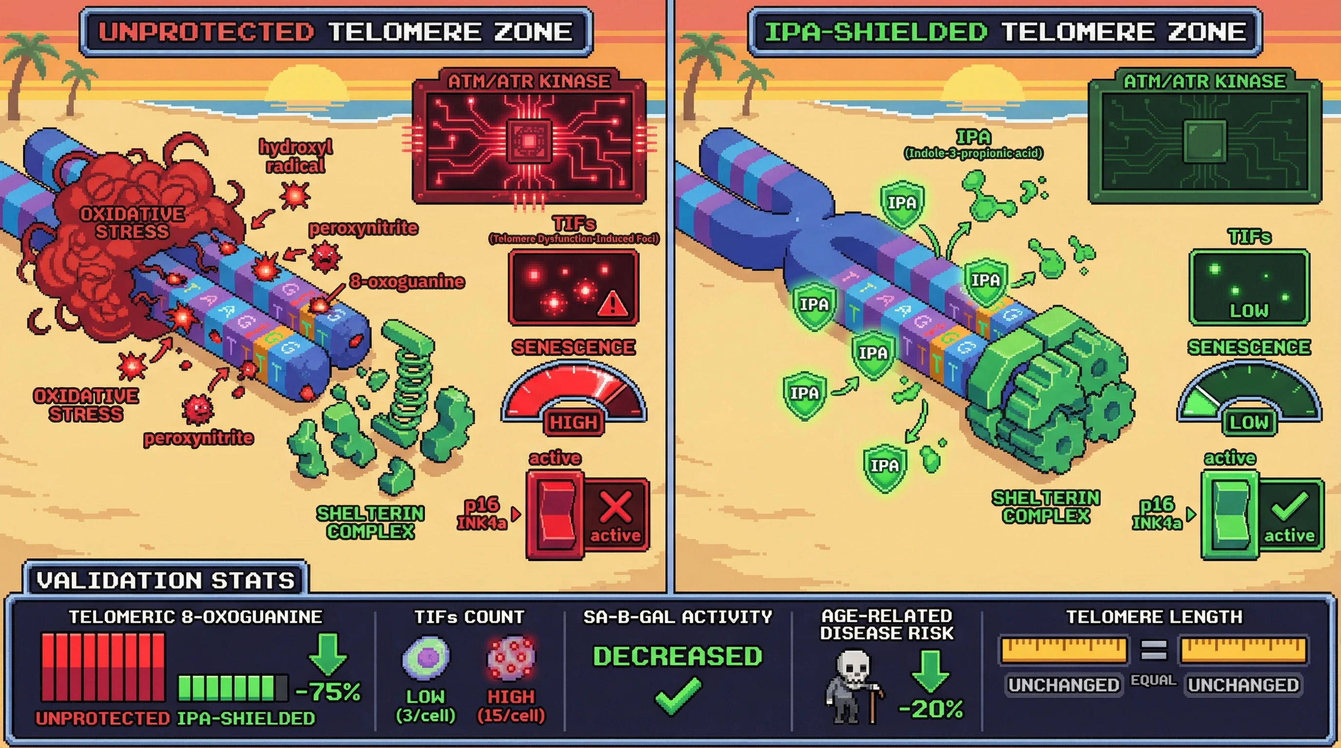 Infographic for: IPA as a Guardian of Telomeric Information Entropy: Oxidative Shielding Hypothesis