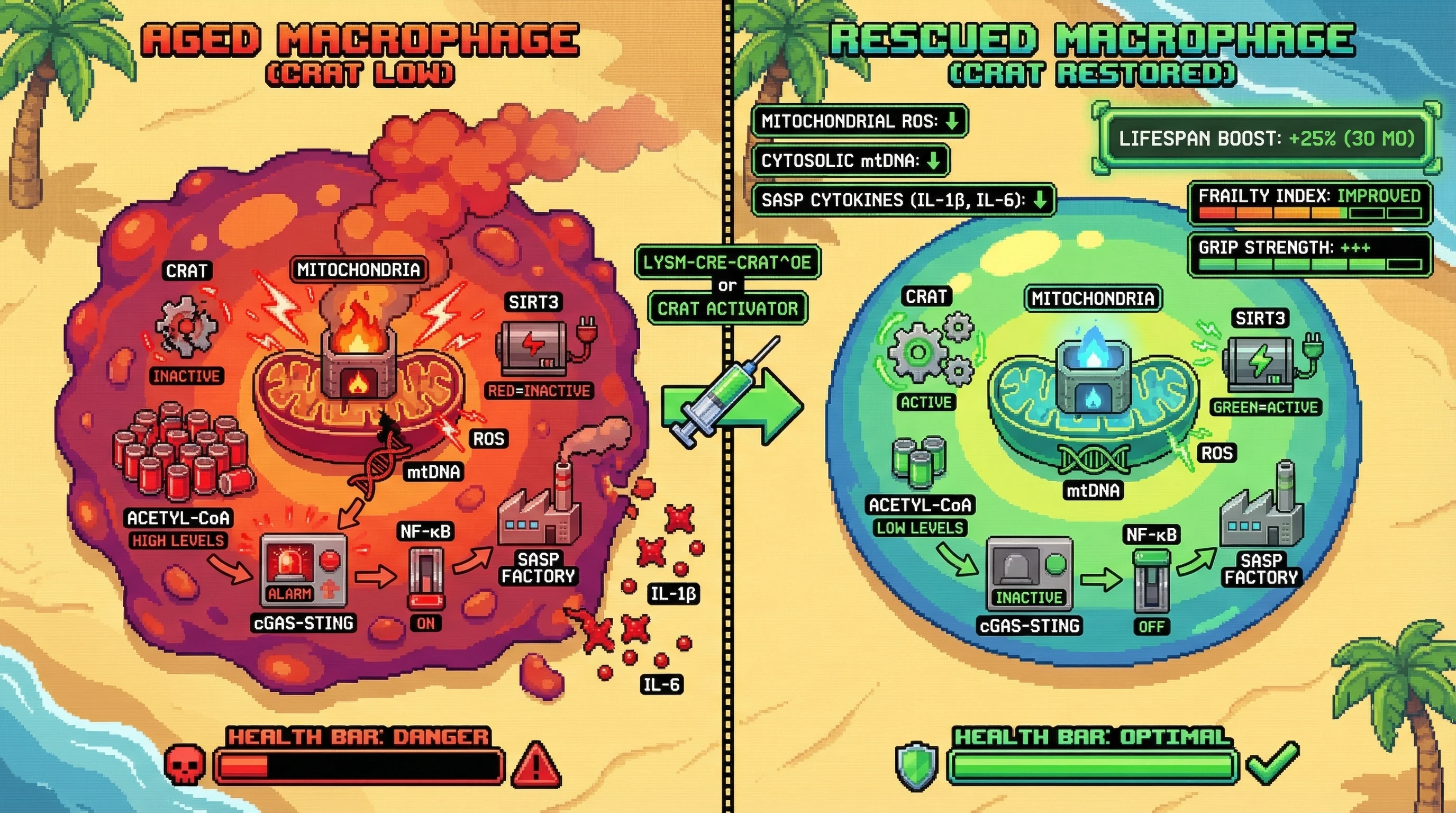 Infographic for: Immune‑cell‑intrinsic CRAT restoration blocks mtDNA‑cGAS‑STING signaling and delays aging independently of systemic carnitine levels