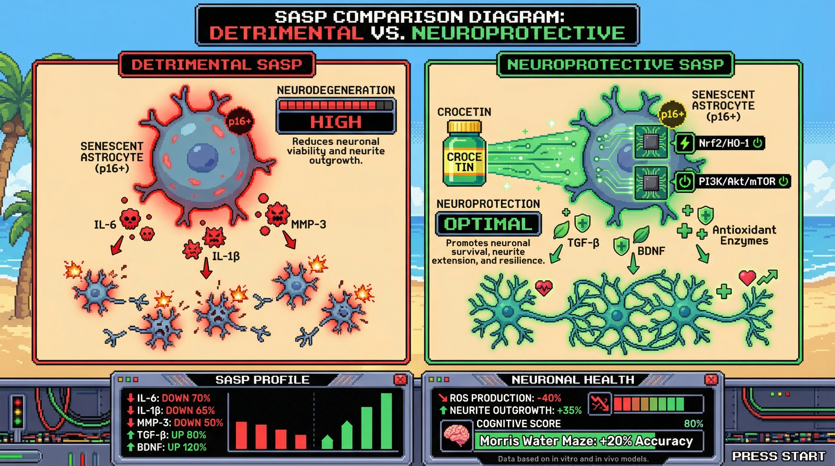 Infographic for: Crocetin as a SASP Reprogrammer: Shifting Senescent Astrocytes from Pro‑inflammatory Hostage‑Negotiators to Neuroprotective Allies