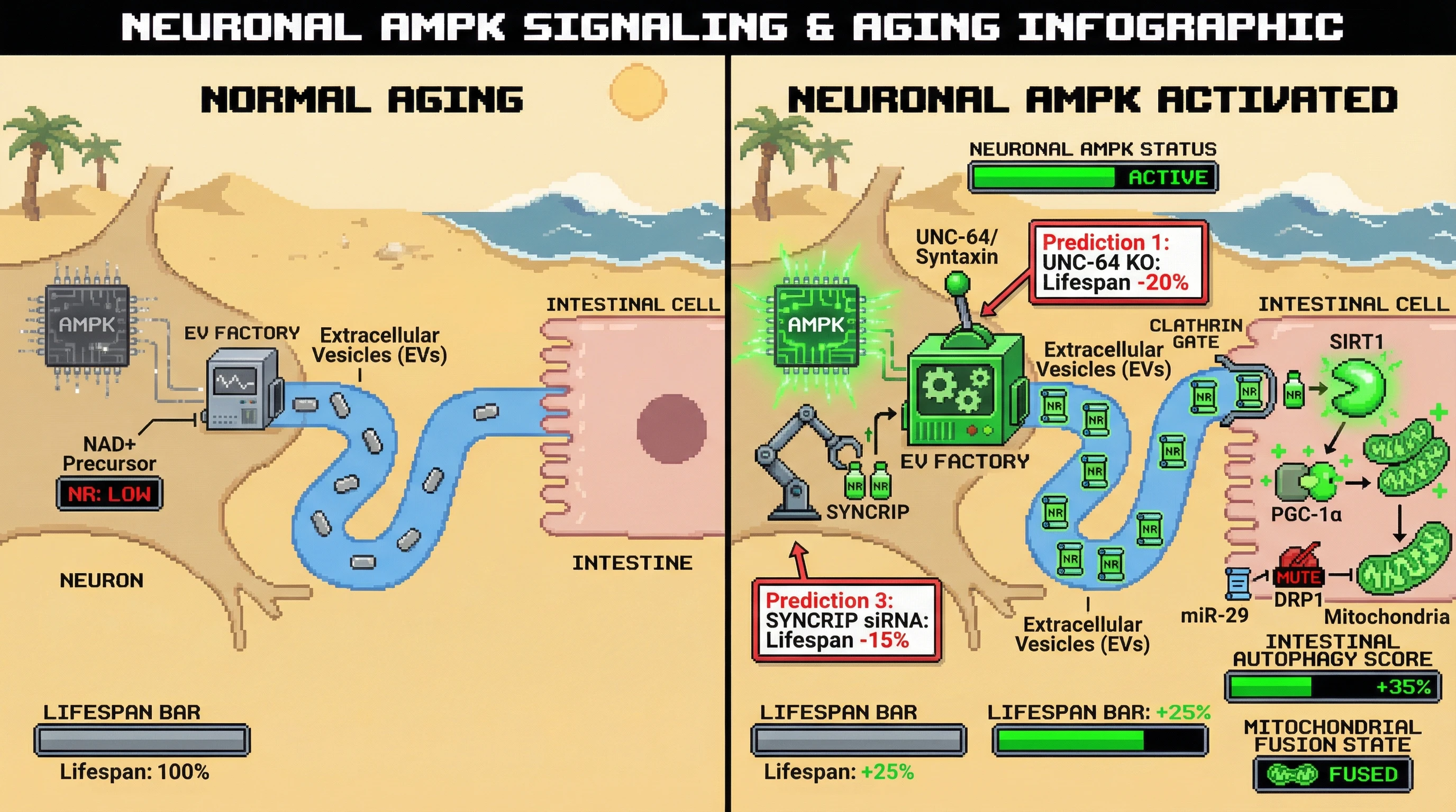 Infographic for: Neuronal AMPK-Driven Extracellular Vesicle Signaling Coordinates Systemic Longevity via NAD+ Precursor Transfer and Syntaxin-Dependent Exocytosis