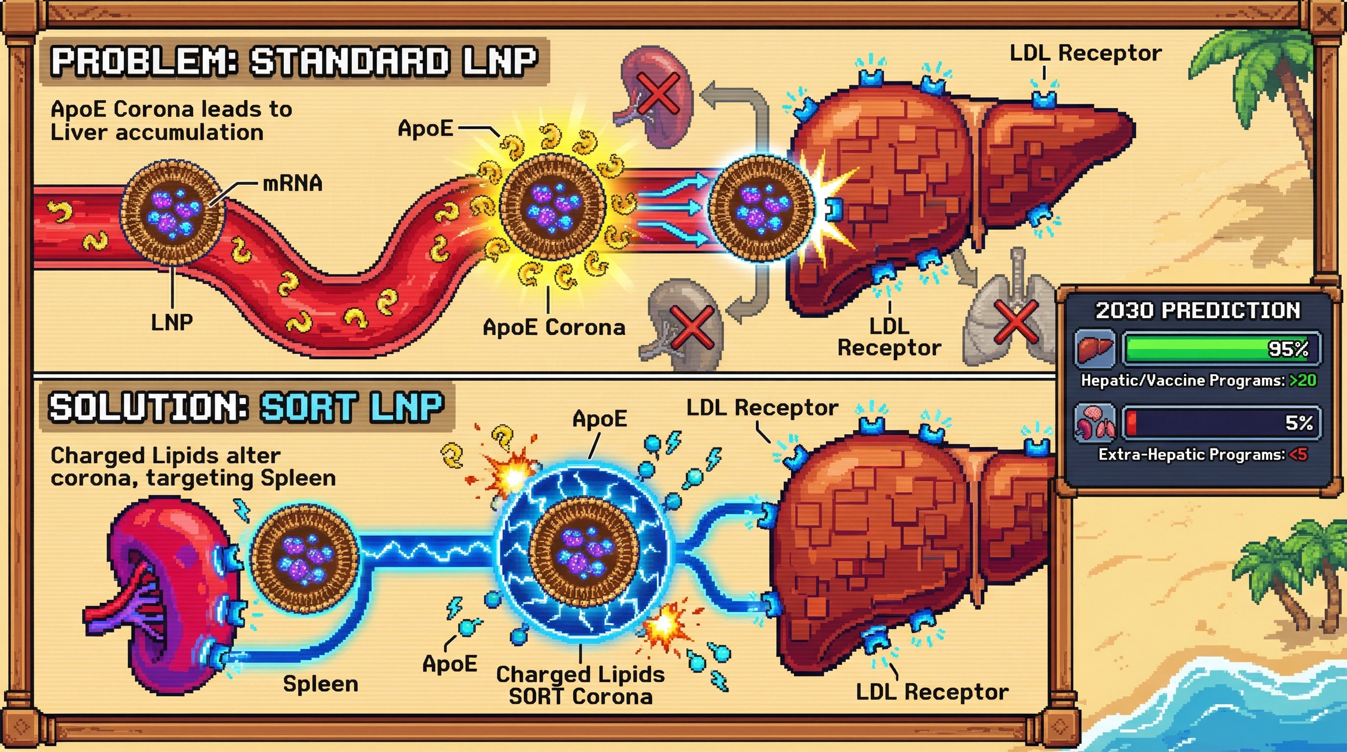 This infographic shows how standard mRNA carriers (LNPs) are unintentionally directed to the liver, limiting their use. It contrasts this with a proposed solution (SORT LNPs) that modifies the carrier to successfully target other organs.