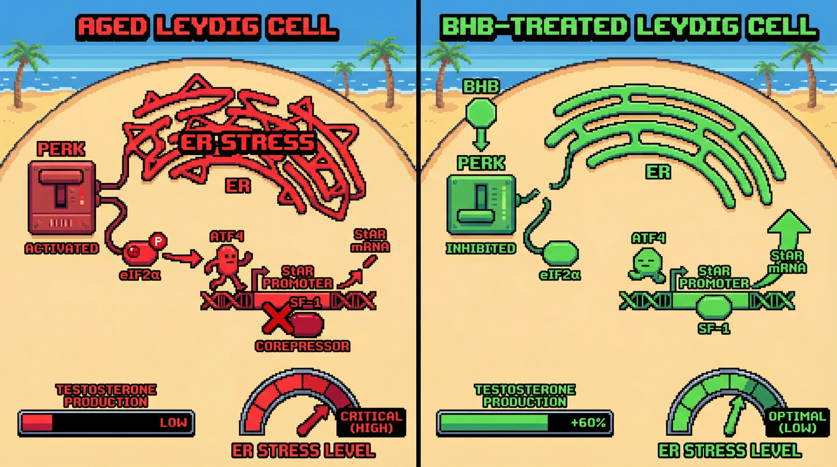 Mechanism: Chronic ER stress activates PERK, leading to ATF4-mediated repression of StAR transcription by blocking SF-1 binding; β-hydroxybutyrate inhibits PERK, reversing this repression. Readout: Readout: StAR mRNA and testosterone production are restored, and ER stress levels decrease significantly.