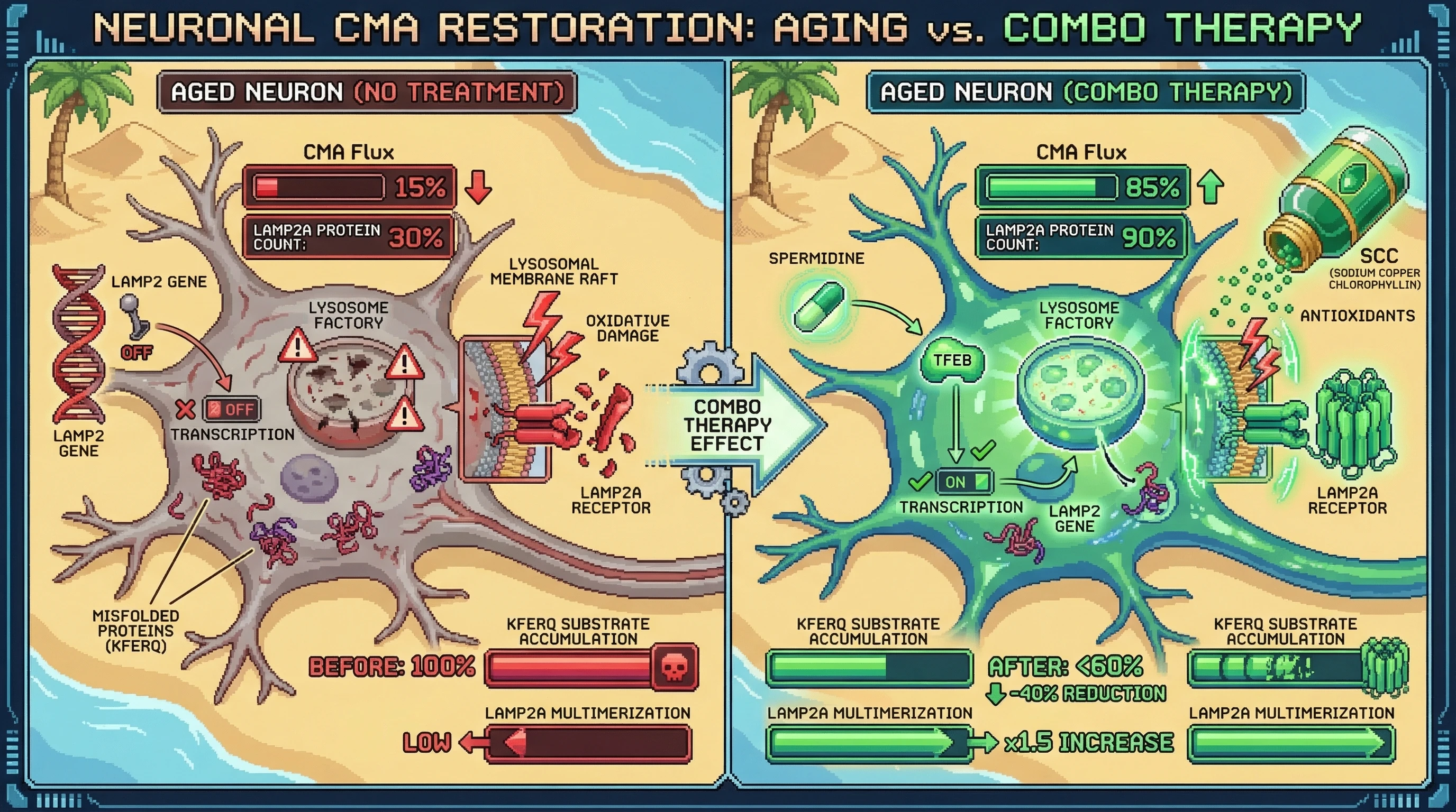 Infographic for: Spermidine drives transcriptional resupply of LAMP2A via TFEB while SCC protects LAMP2A from oxidative membrane degra...
