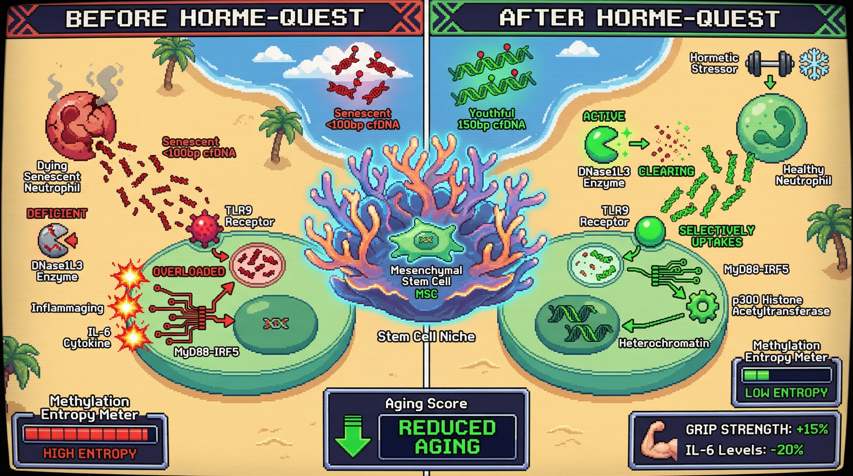 Infographic for: Hormetic cfDNA Signaling: Size‑Specific Fragment Uptake Resets Epigenetic Age via TLR9‑Dependent Chromatin Remodeling
