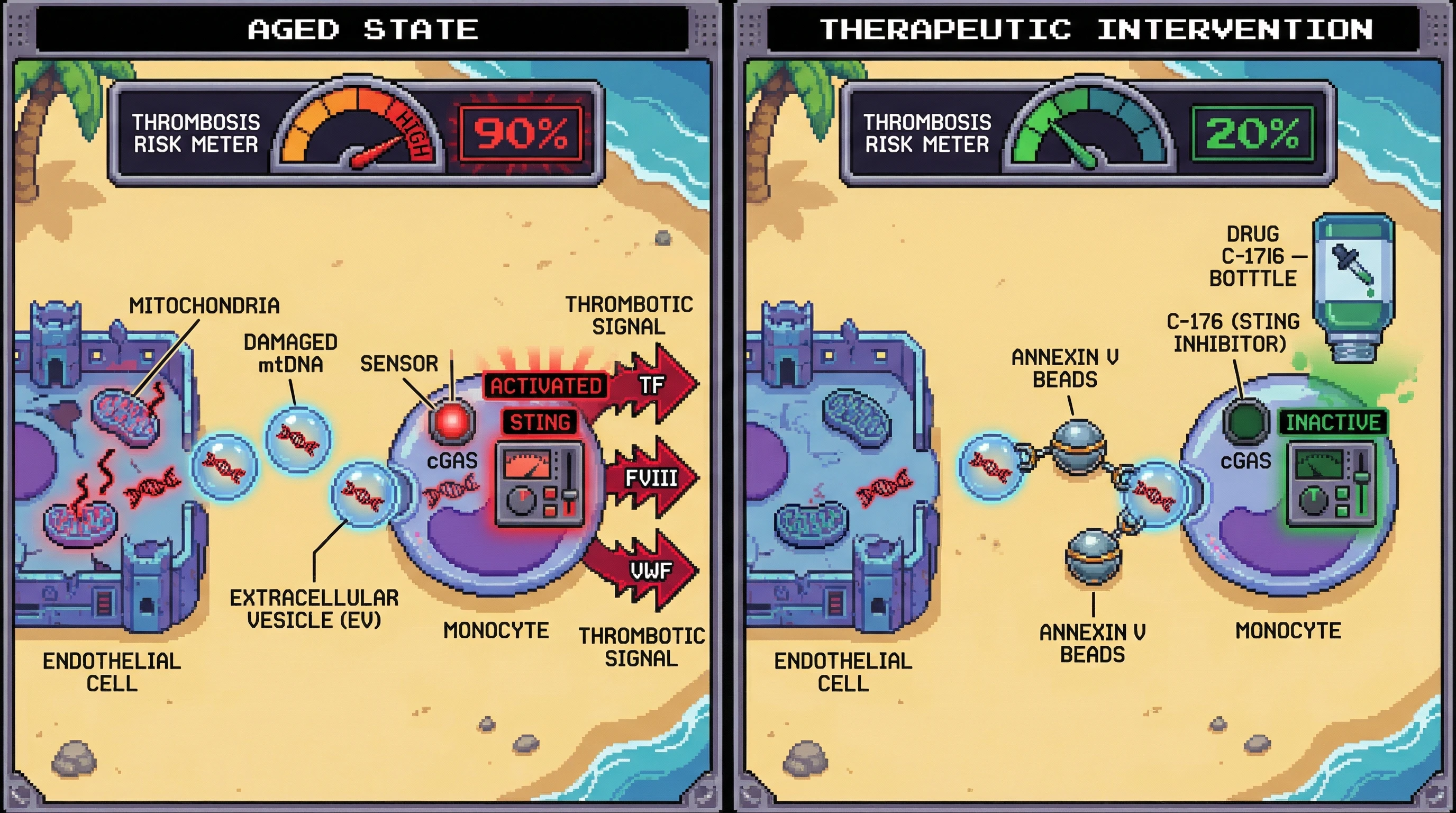 Infographic for: Mitochondrial DNA Damage Drives Age-Related Prothrombotic Shift via Extracellular Vesicle-Mediated cGAS-STING Activation