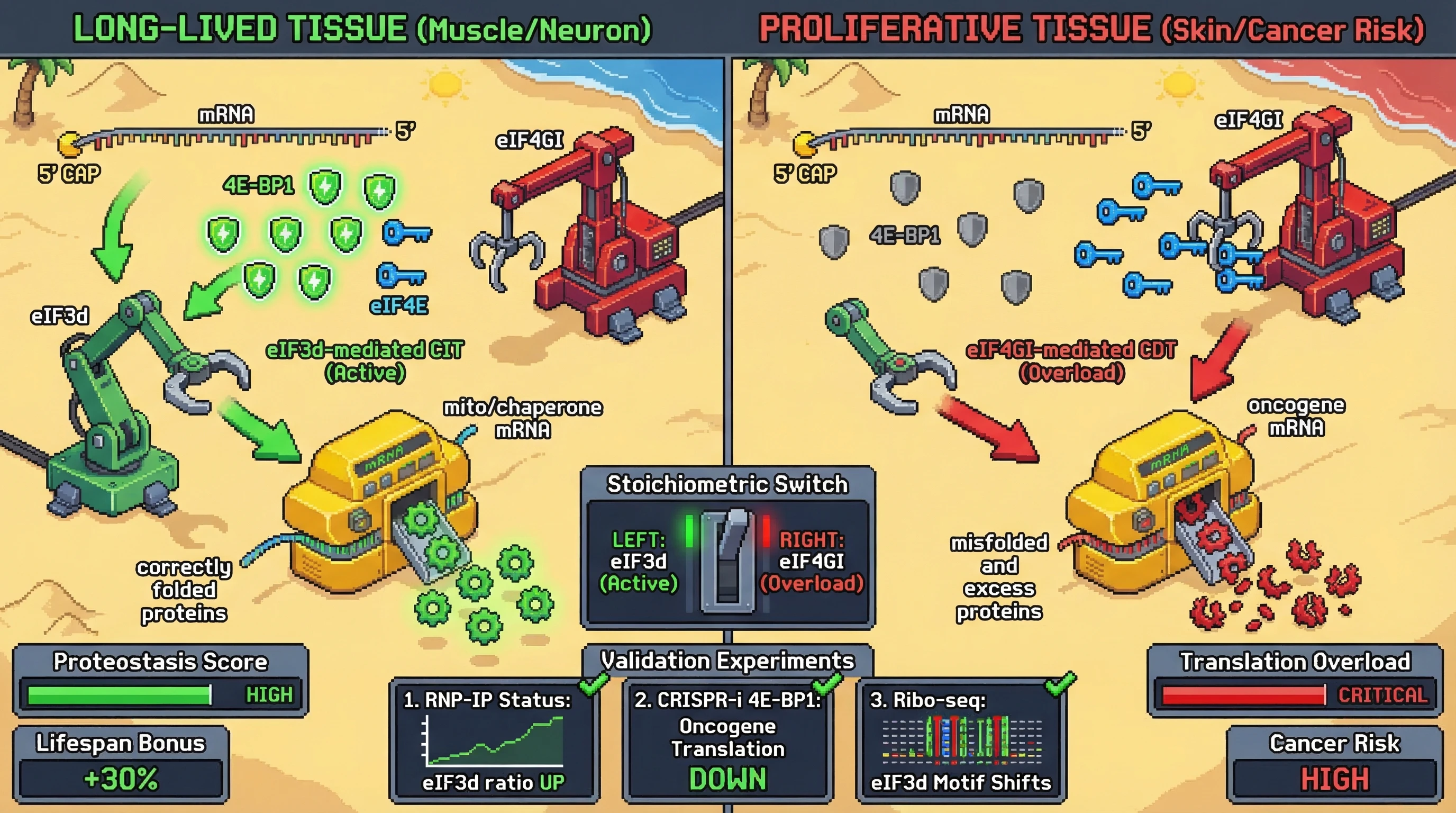 Mechanism: The eIF3d-4E-BP1 feedback loop acts as a stoichiometric switch, directing translation initiation towards cap-independent translation (CIT) in long-lived tissues by increasing 4E-BP1 levels. Readout: Readout: This shift is associated with high proteostasis and increased lifespan, while low 4E-BP1 in proliferative tissues leads to translation overload and high cancer risk.