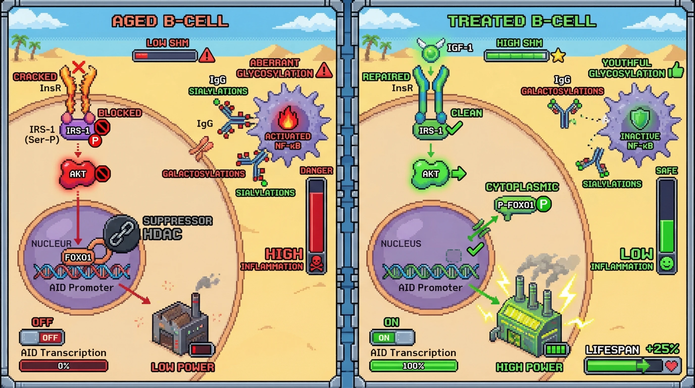 Infographic for: Hypothesis: Age‑related decline in B‑cell‑intrinsic insulin signaling impairs AID recruitment via FOXO1 phosphorylation, reducing SHM and driving inflammaging via aberrant IgG glycosylation