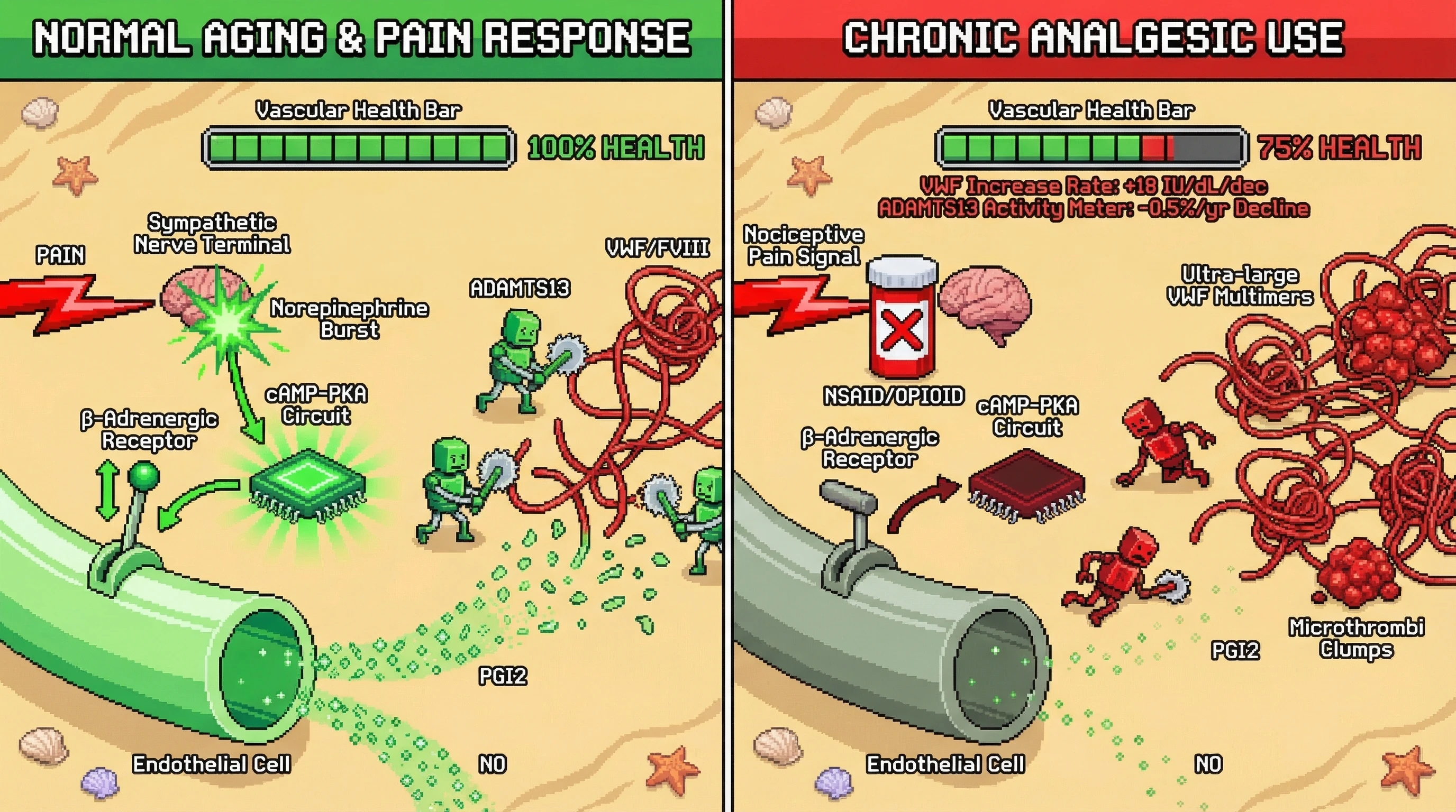 Mechanism: Chronic analgesic use (NSAIDs, opioids) suppresses pain-induced sympathetic activation of ADAMTS13 and reduces endothelial PGI2/NO, leading to increased VWF/FVIII and hypercoagulability. Readout: Readout: This accelerates vascular aging, shown by a steeper VWF increase rate (+18 IU/dL/dec) and a faster ADAMTS13 activity decline (-0.5%/yr), decreasing overall vascular health.