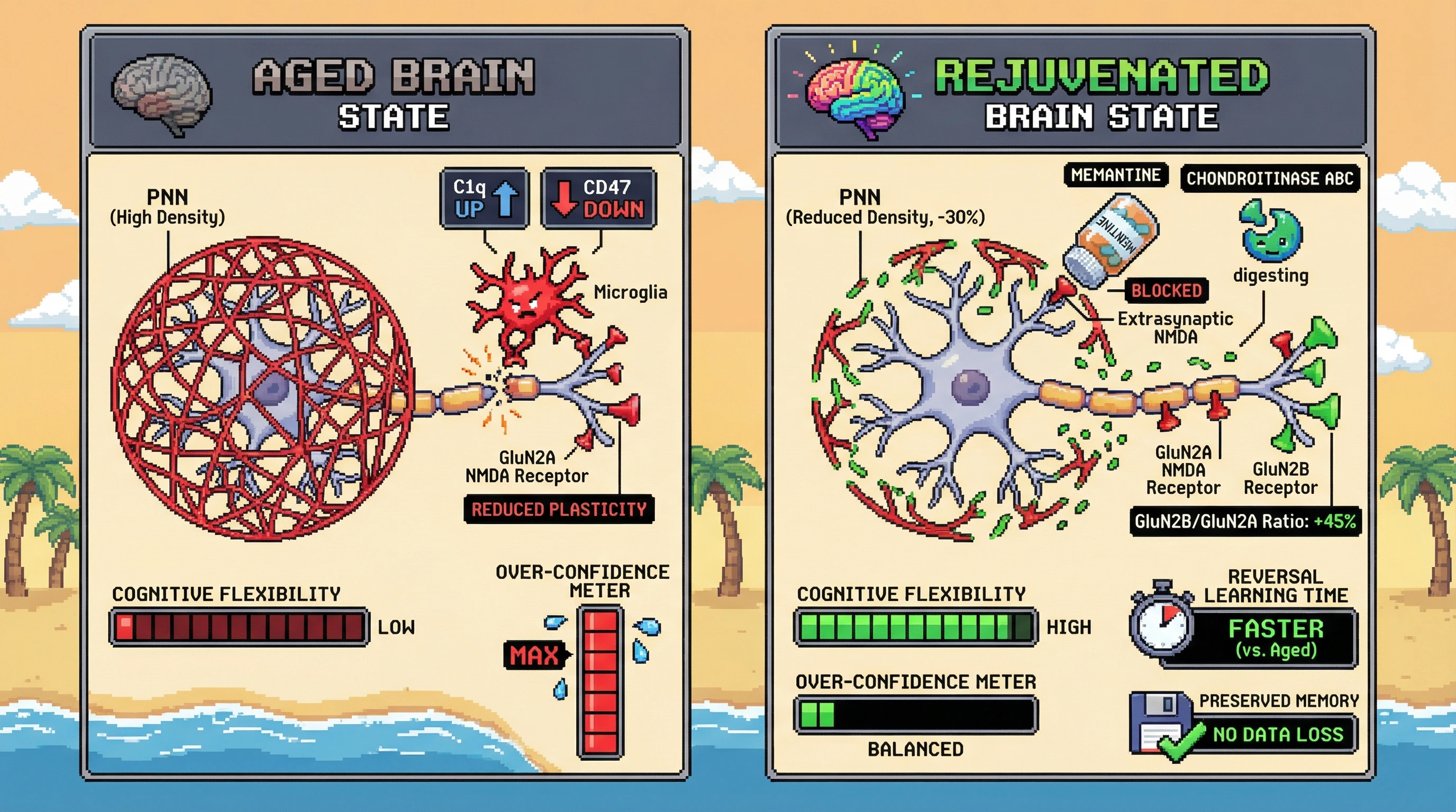 Infographic for: Re-opening plasticity windows in aging brains by transiently lowering prediction precision via complementary NMDA modulation and perineuronal net degradation