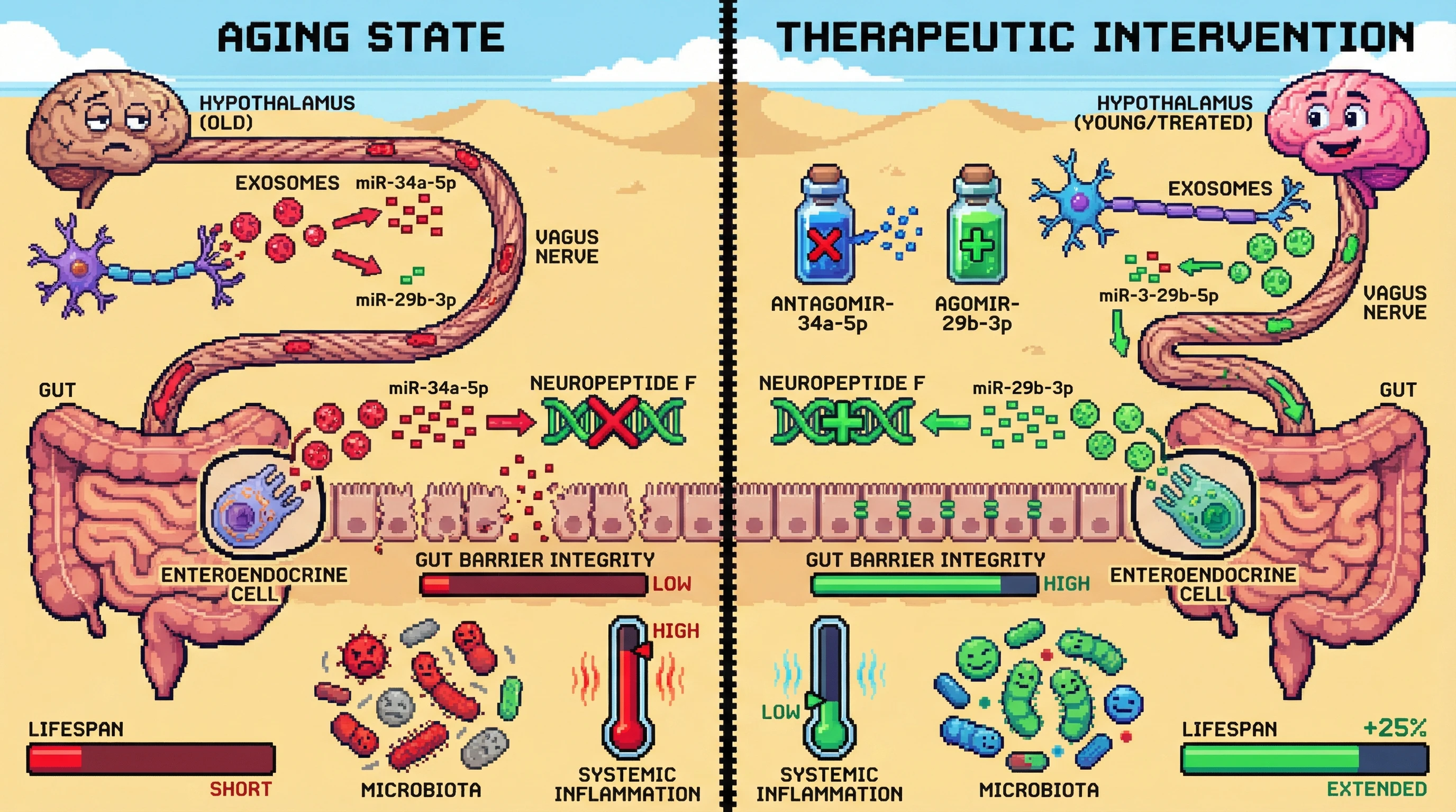 Mechanism: Aged hypothalamic exosomes, enriched with miR-34a-5p and depleted of miR-29b-3p, travel via the vagus nerve to gut enteroendocrine cells, where they suppress neuropeptide F and disrupt barrier function. Readout: Readout: Therapeutic intervention reverses these miRNA levels, restoring gut barrier integrity, balancing microbiota, reducing systemic inflammation, and extending lifespan by 25%.